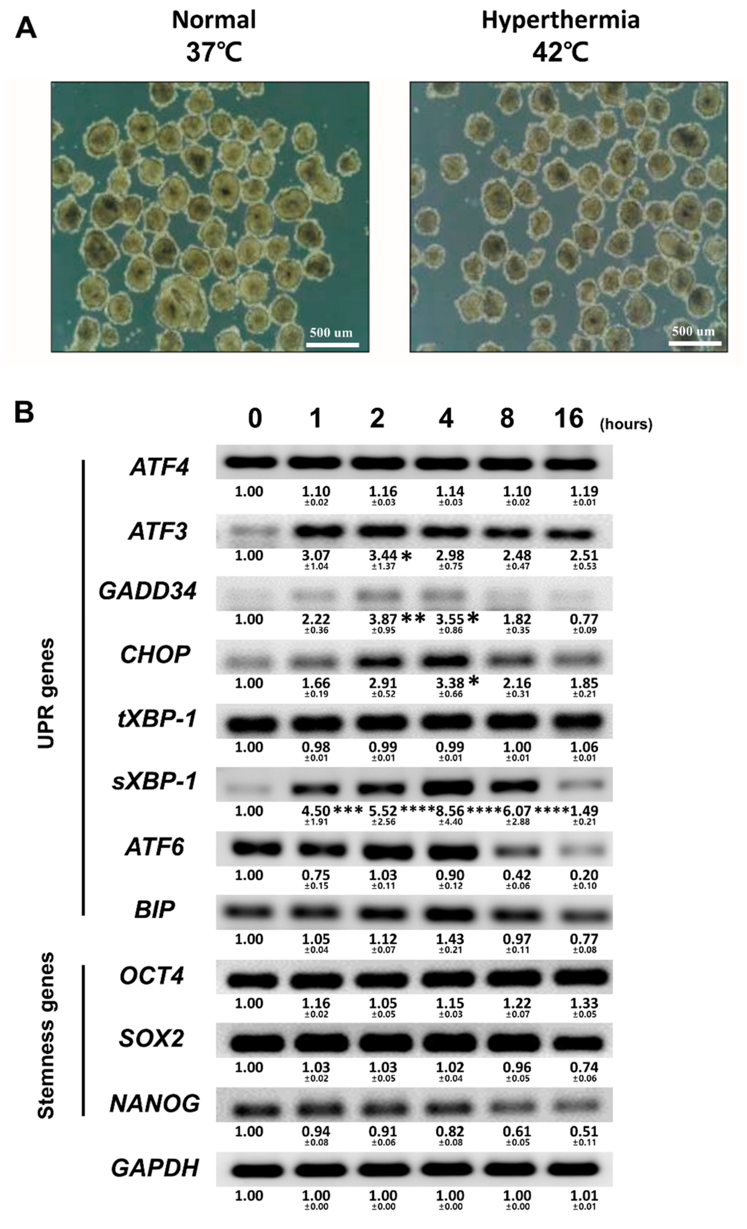 Biomedicines 08 00176 g001 Biomedicines 08 00176 g001