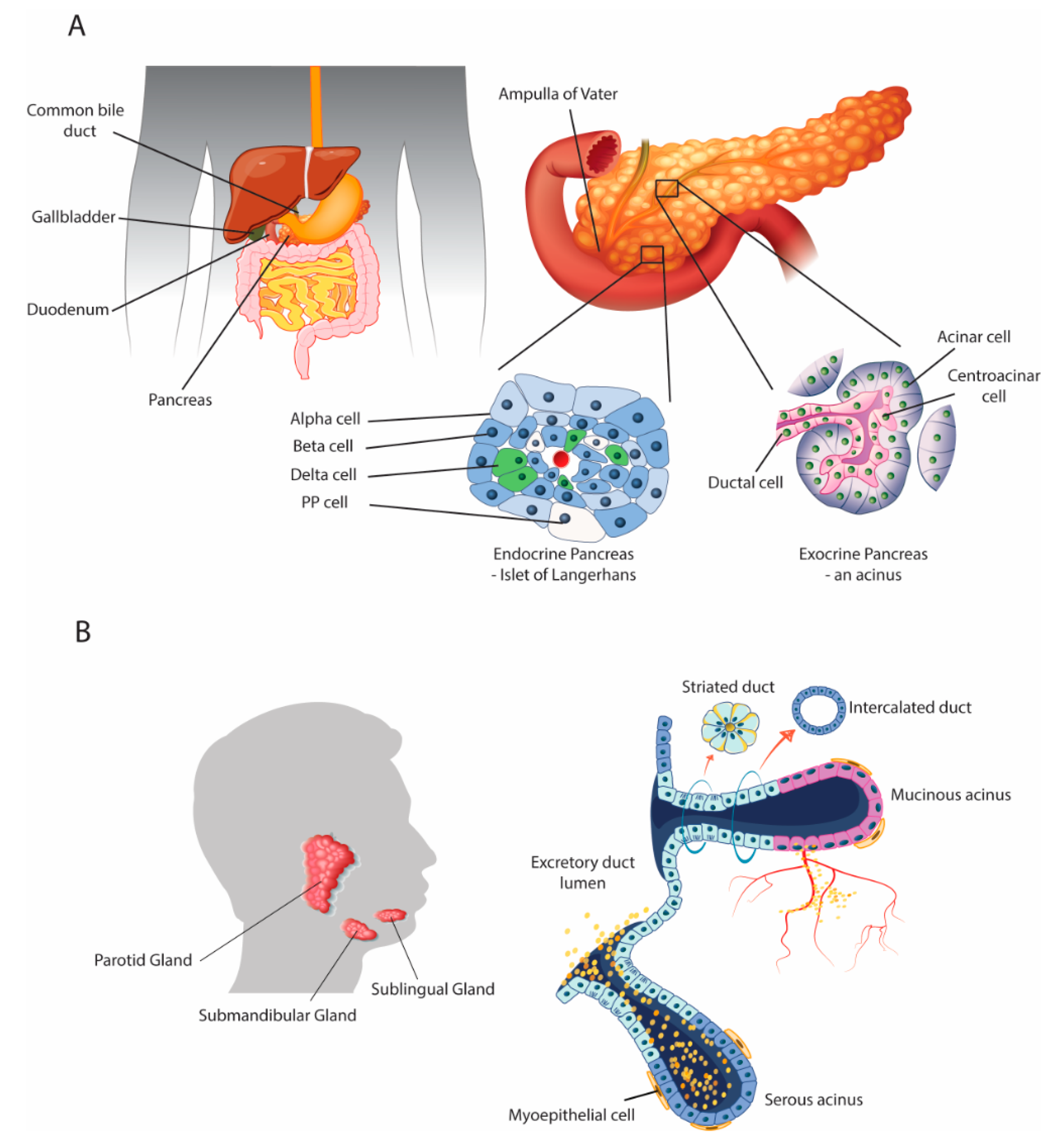 Biomedicines Free Full Text Defining Parallels Between The Salivary Glands And Pancreas To Better Understand Pancreatic Carcinogenesis Html Biomedicines Free Full Text Defining Parallels Between The Salivary Glands And Pancreas To Better Understand Pancreatic Carcinogenesis Html