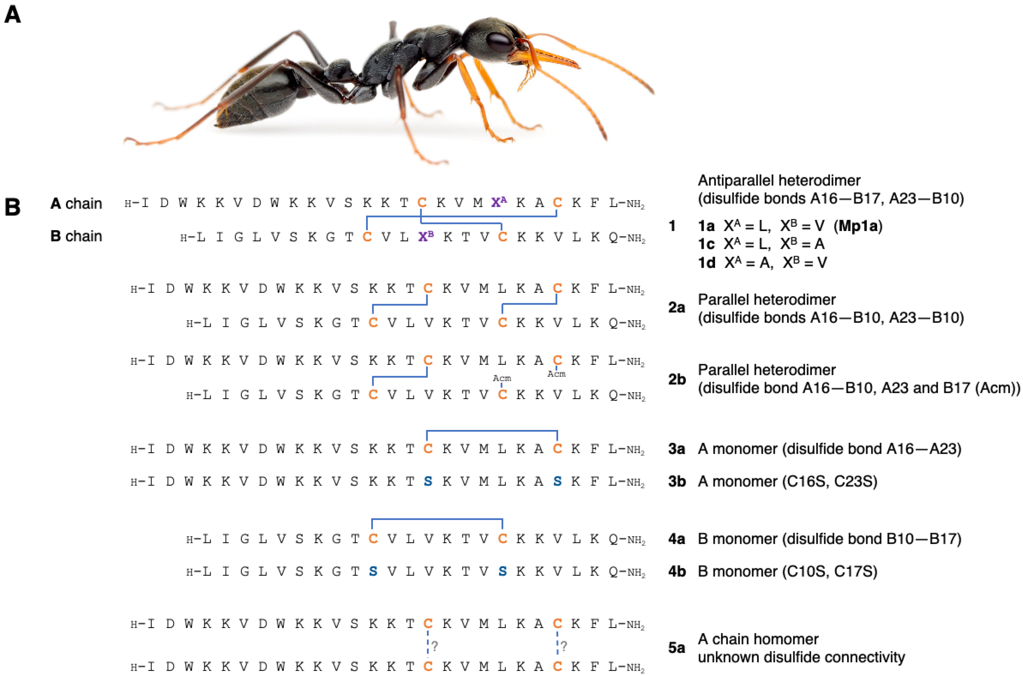 Biomedicines Free Full Text It Takes Two Dimerization Is Essential For The Broad Spectrum Predatory And Defensive Activities Of The Venom Peptide Mp1a From The Jack Jumper Ant Myrmecia Pilosula Html