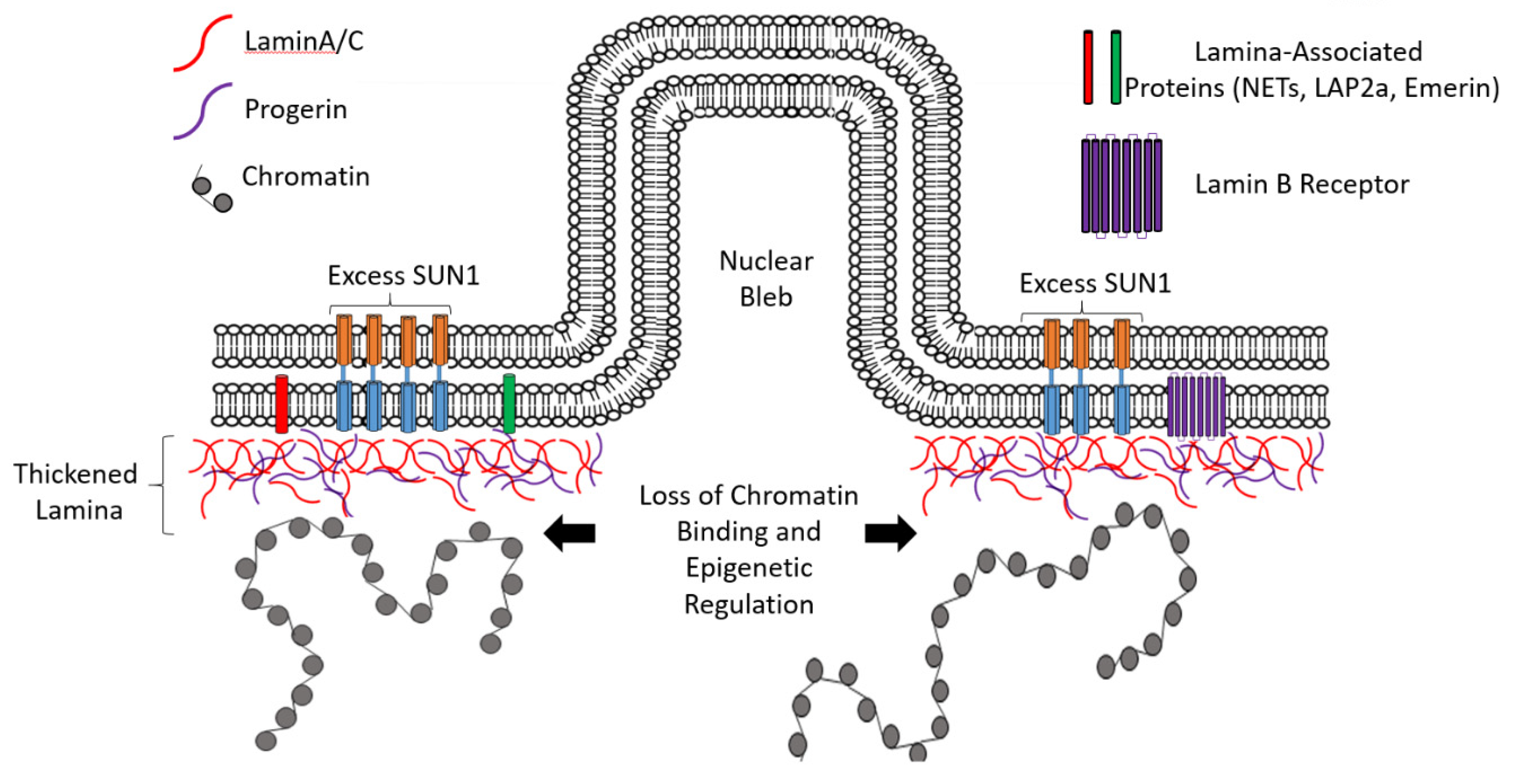 nuclear lamina progeria