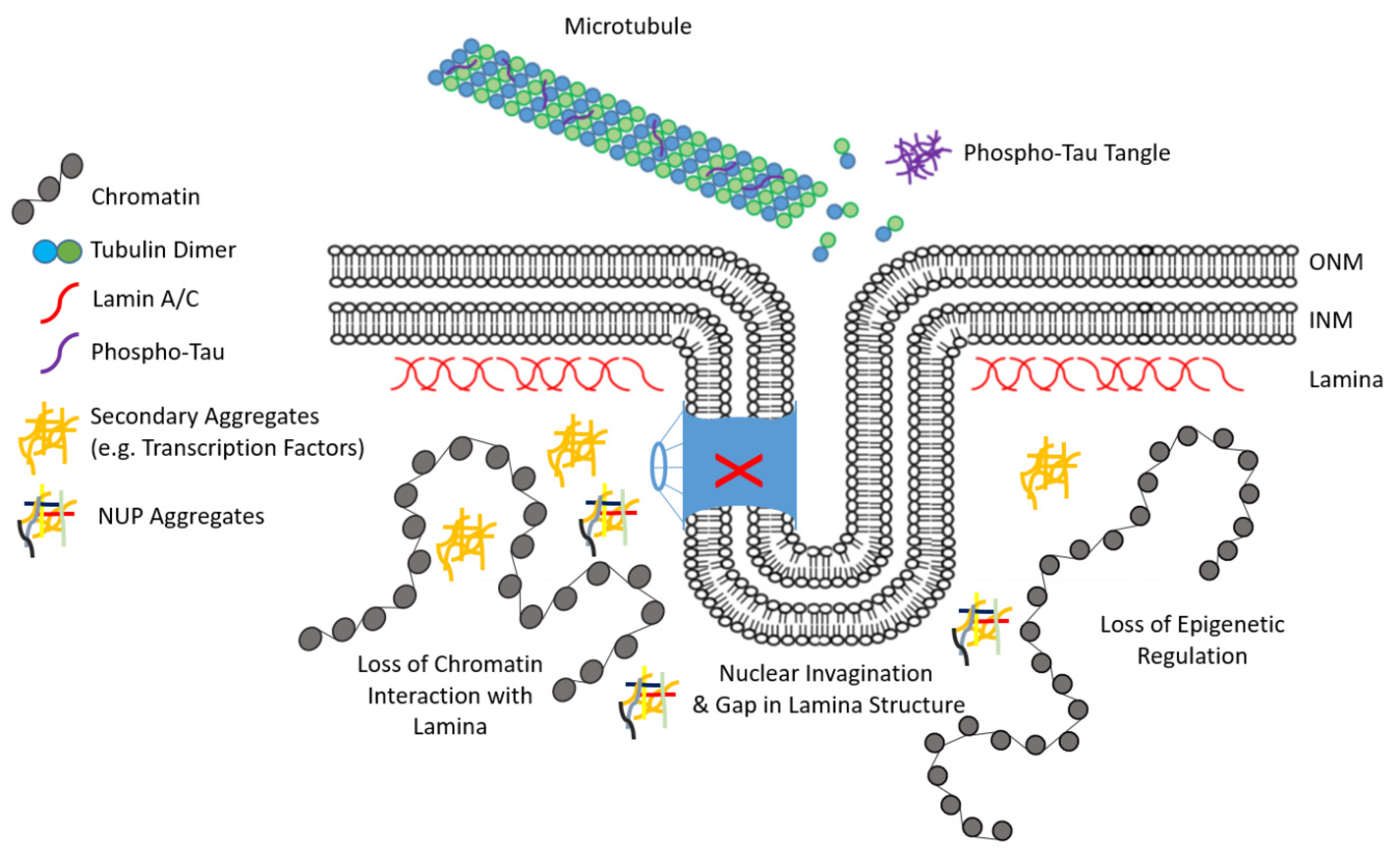 Biomedicines 08 00188 g004 Biomedicines 08 00188 g004