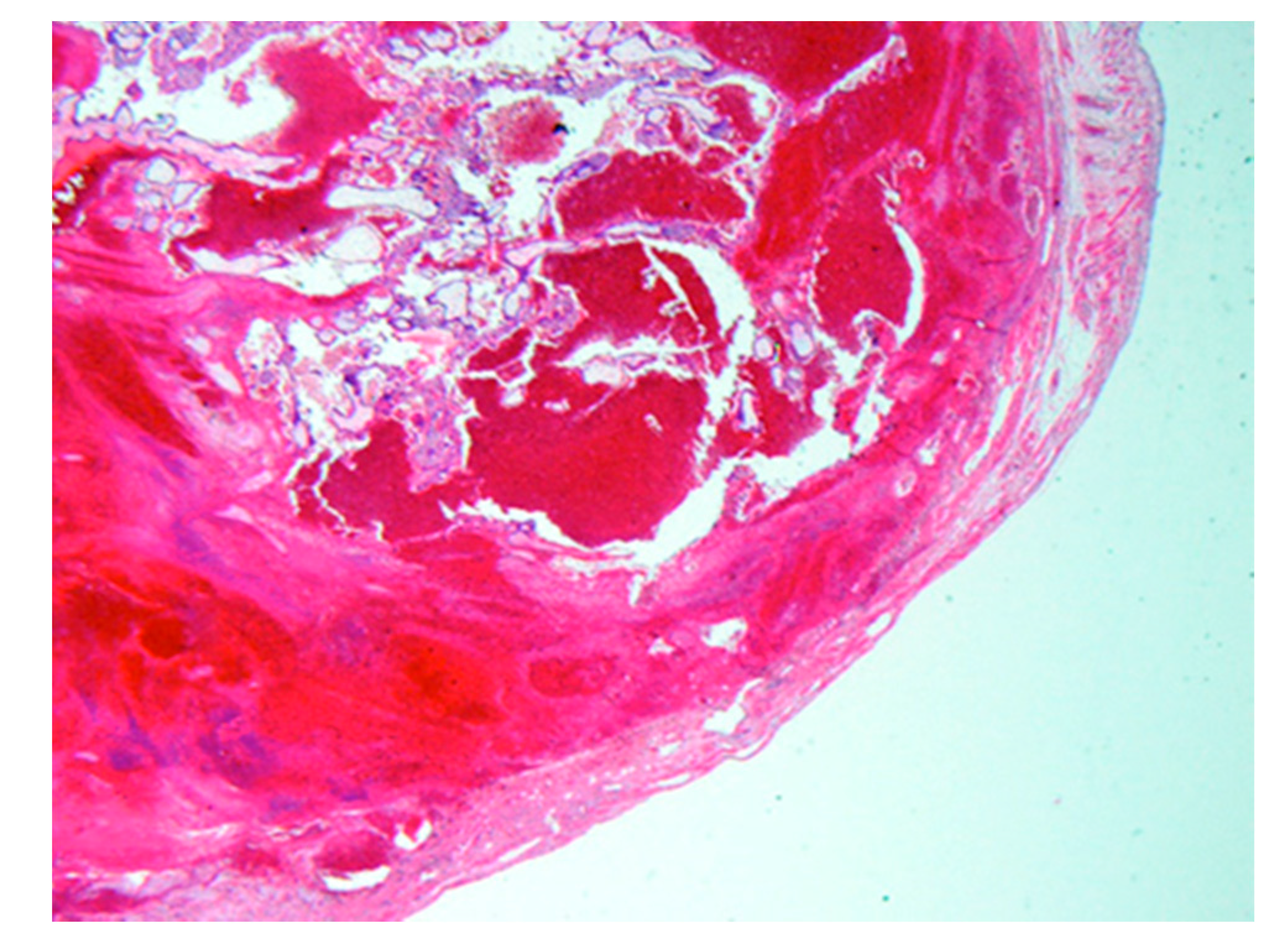 Biomedicines 08 00202 g004