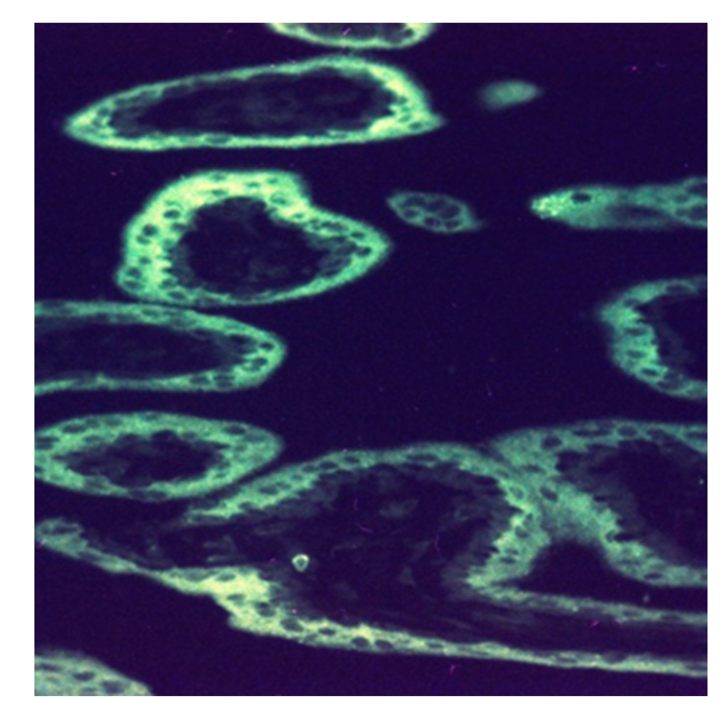 Biomedicines 08 00202 g005