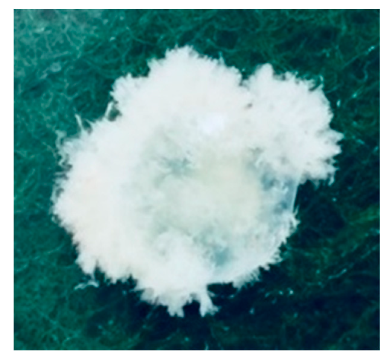 Biomedicines 08 00202 g006