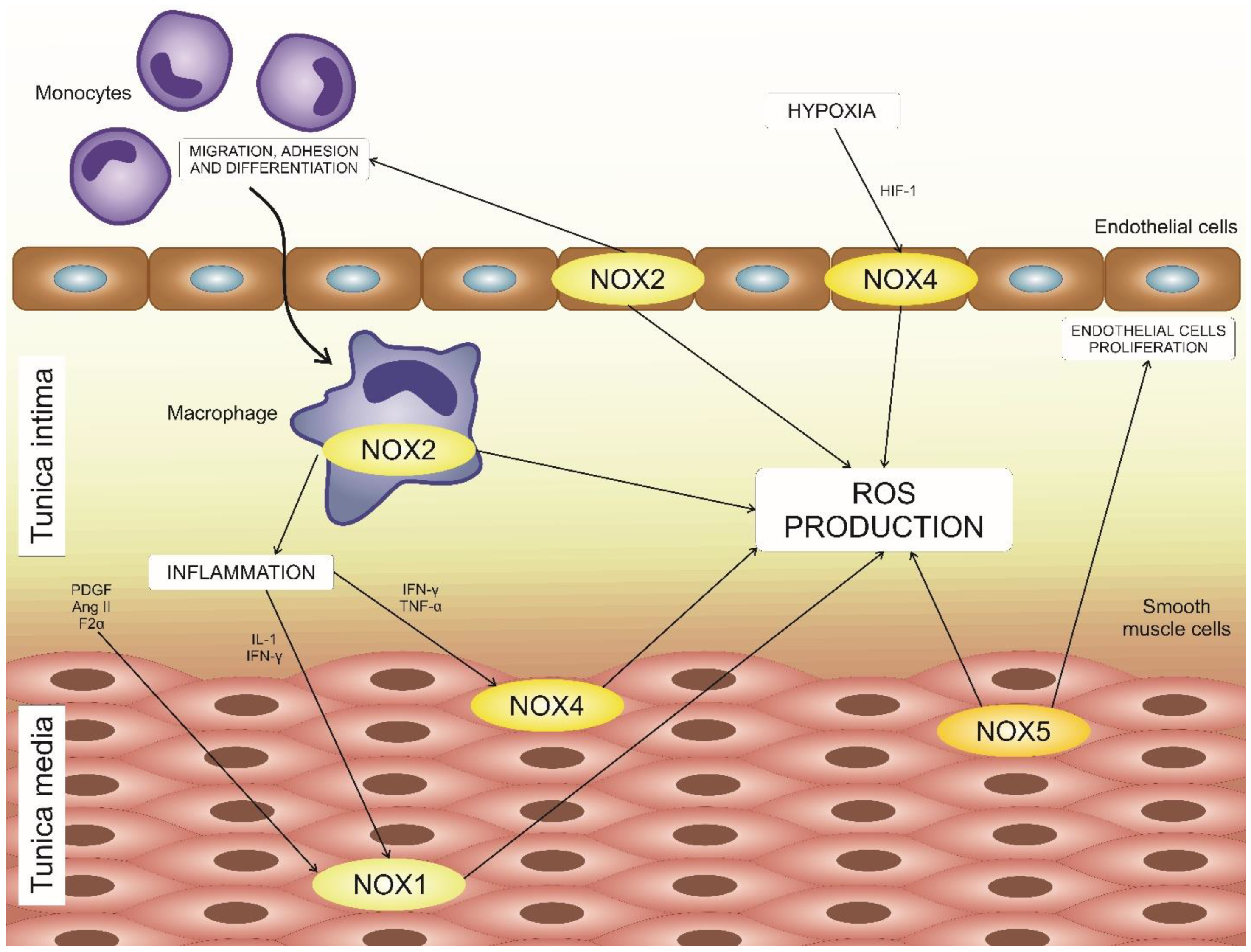 Biomedicines 08 00206 g001 Biomedicines 08 00206 g001