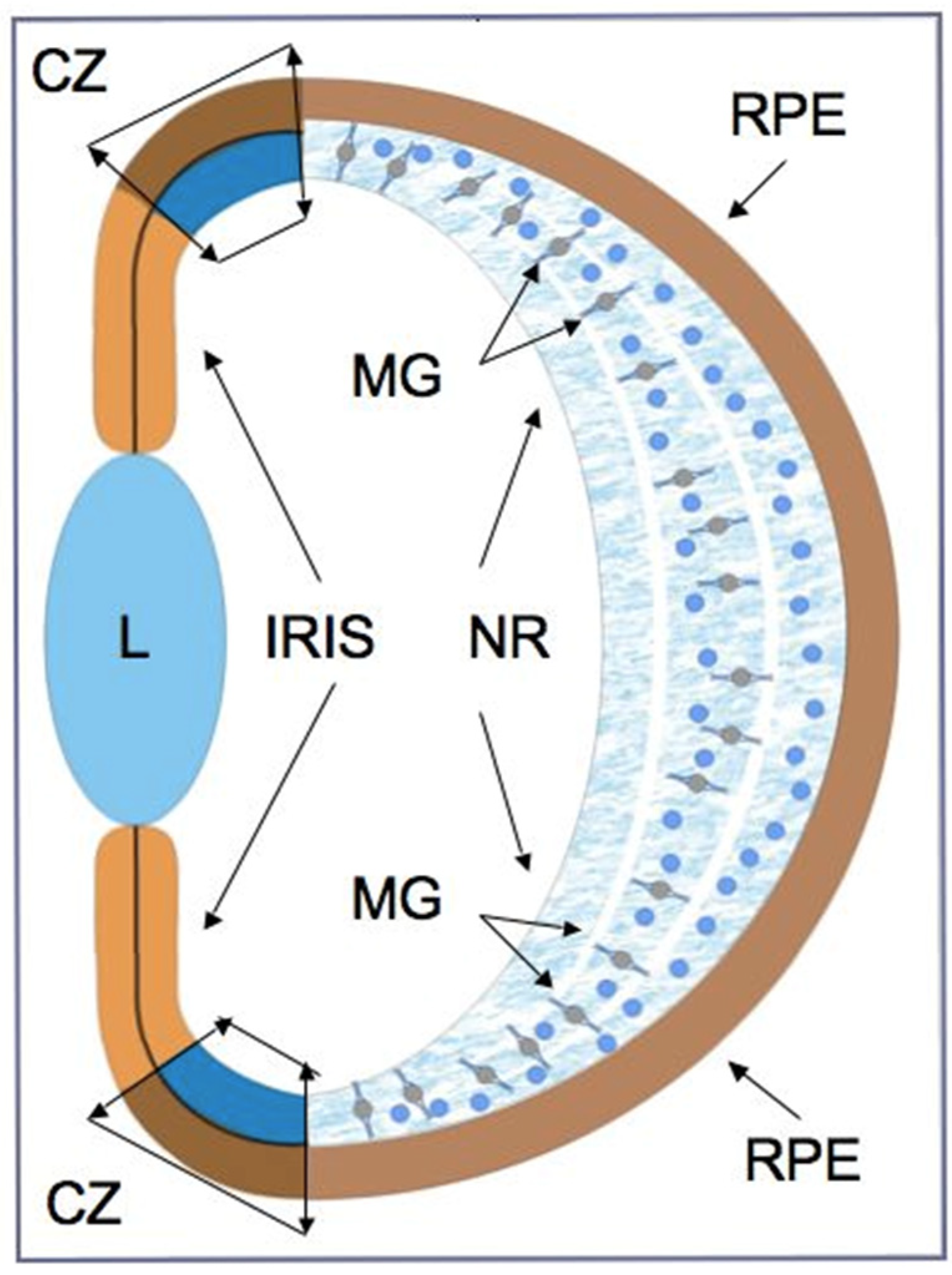 Biomedicines 08 00208 g001 Biomedicines 08 00208 g001