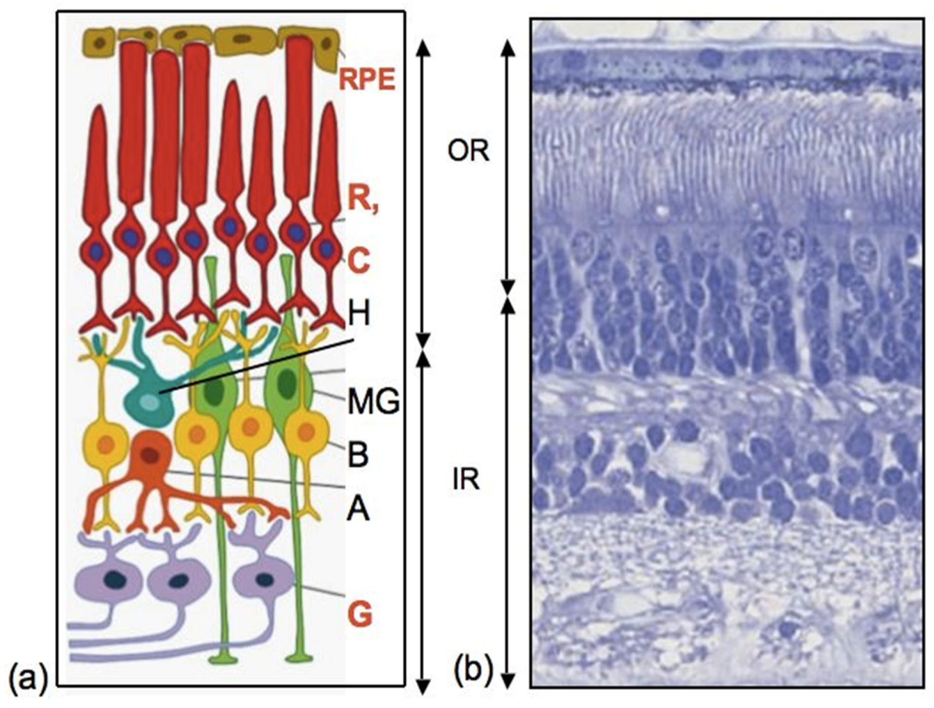 Biomedicines 08 00208 g002 Biomedicines 08 00208 g002