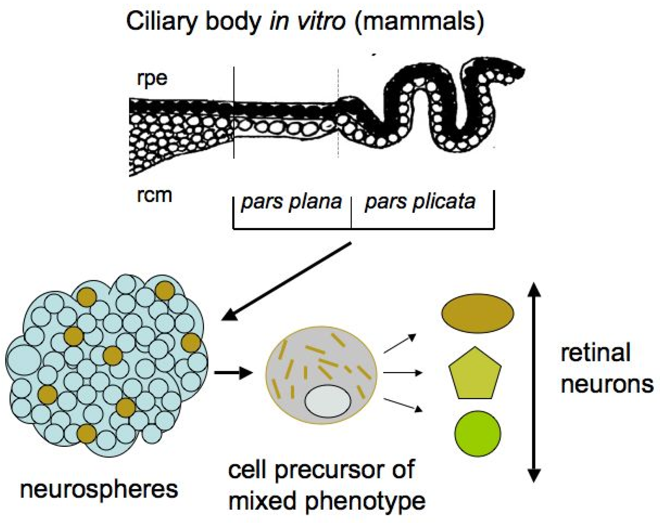 Biomedicines 08 00208 g004 Biomedicines 08 00208 g004