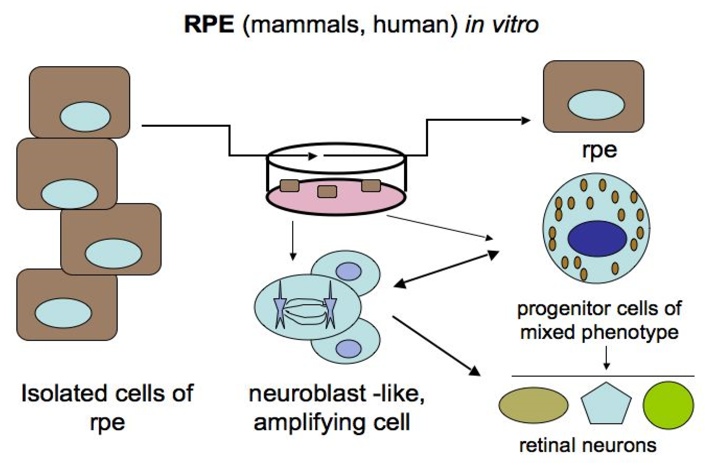 Biomedicines 08 00208 g005 Biomedicines 08 00208 g005
