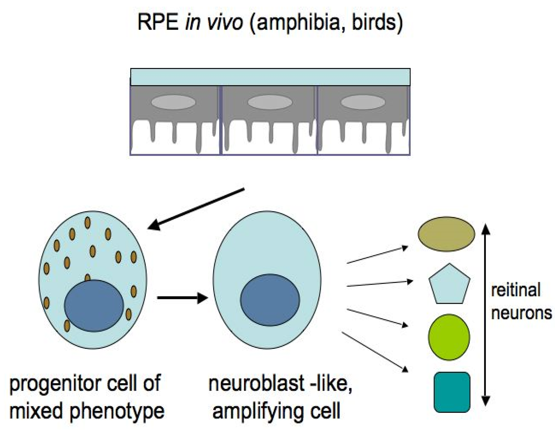 Biomedicines 08 00208 g006 Biomedicines 08 00208 g006