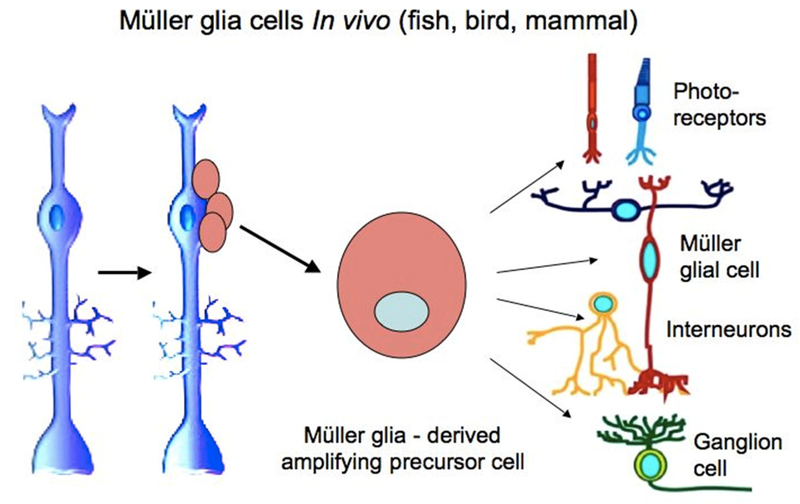 Biomedicines 08 00208 g008 Biomedicines 08 00208 g008