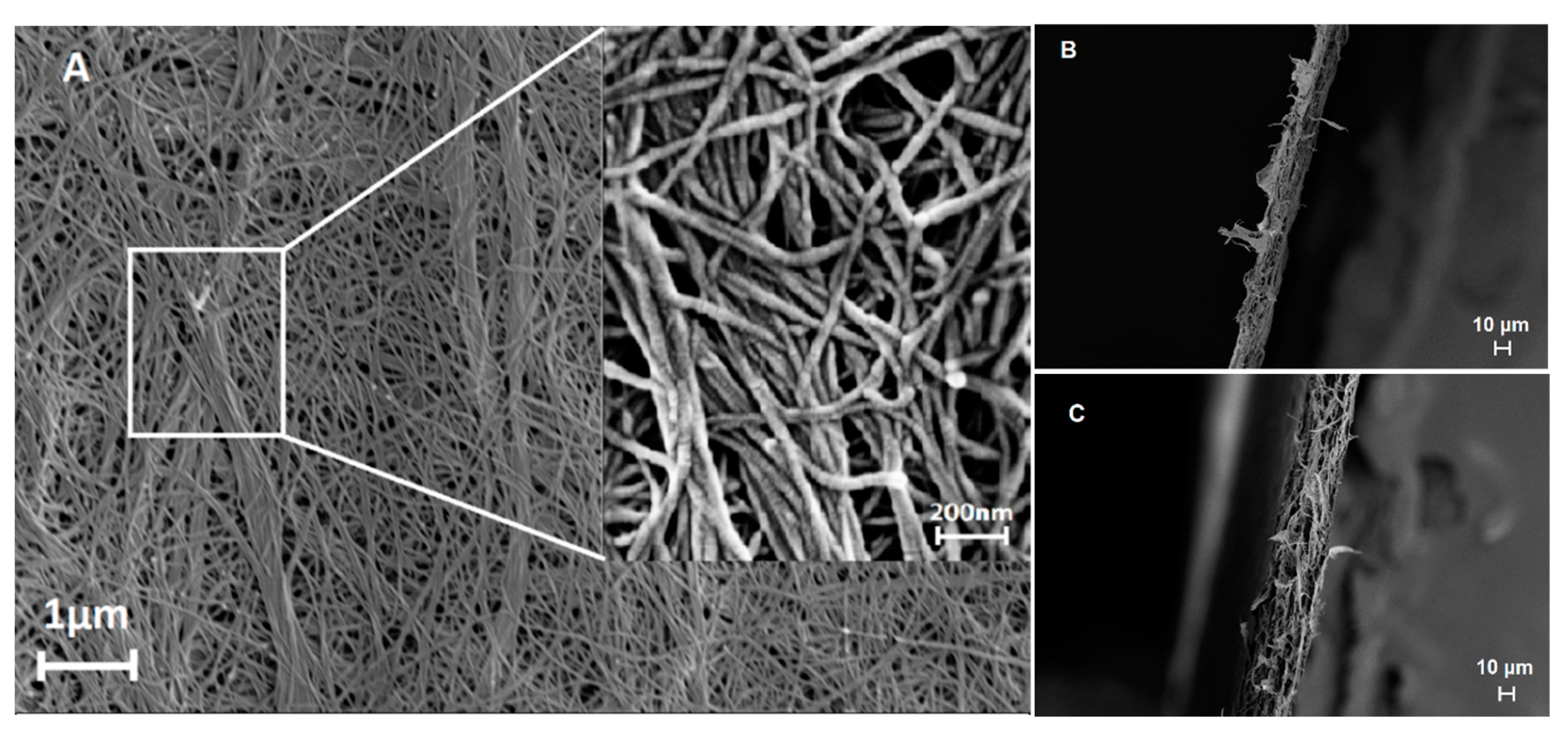Biomedicines 08 00209 g001 Biomedicines 08 00209 g001