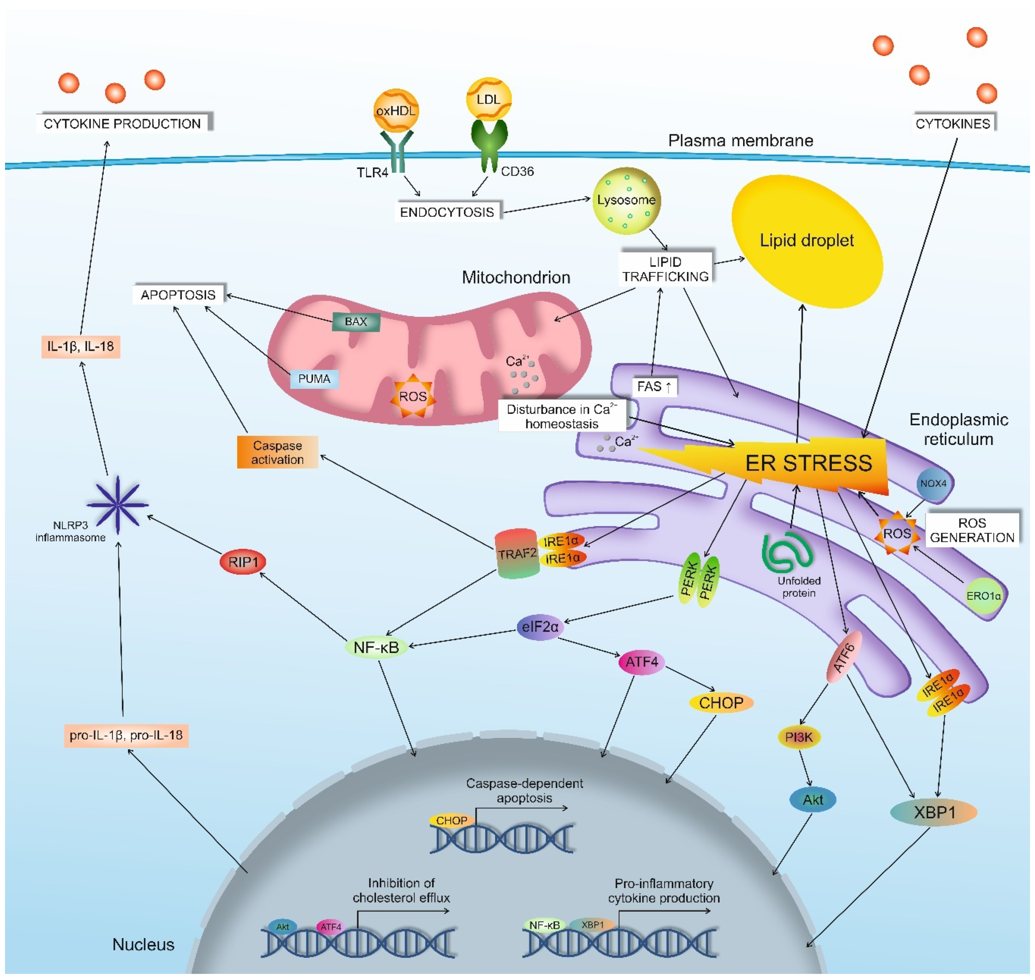 Endoplasmic reticulum stress