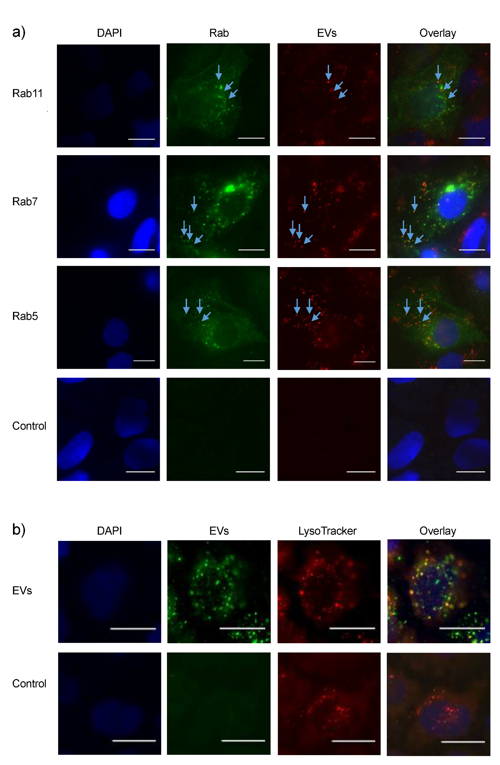 Biomedicines 08 00211 g004