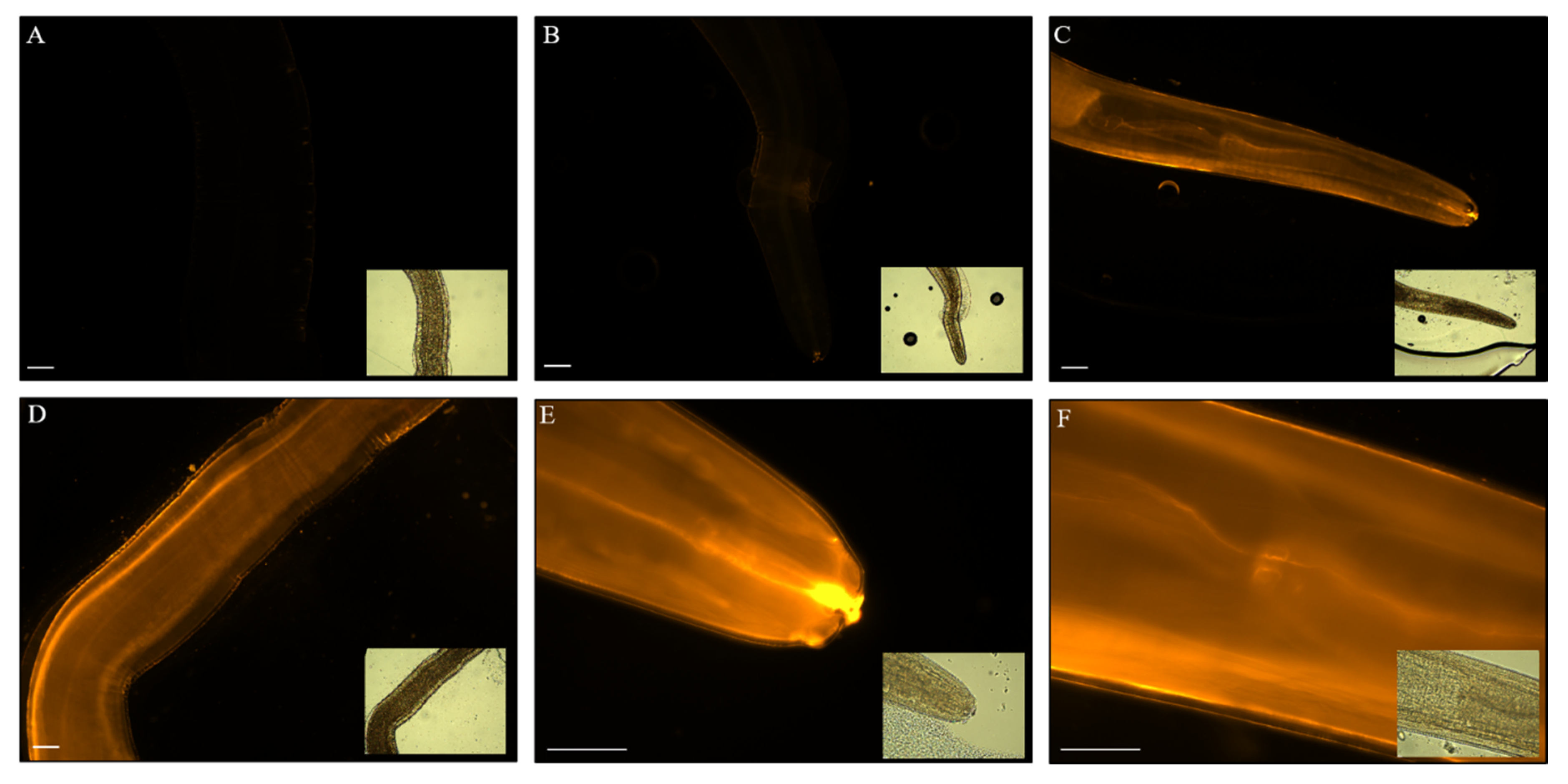 Biomedicines 08 00213 g002