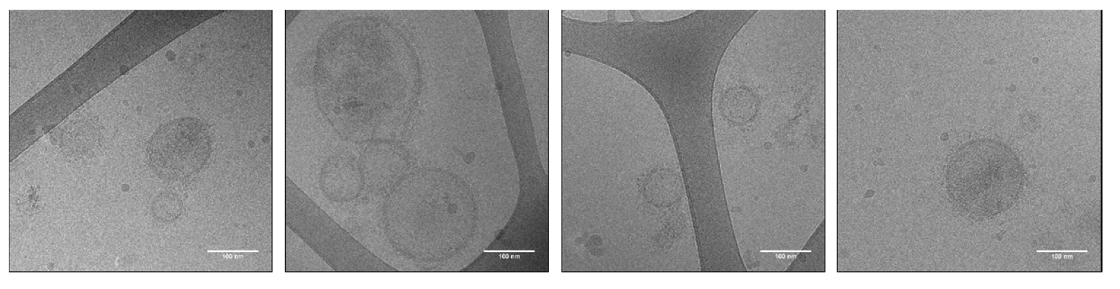 Biomedicines 08 00213 g004
