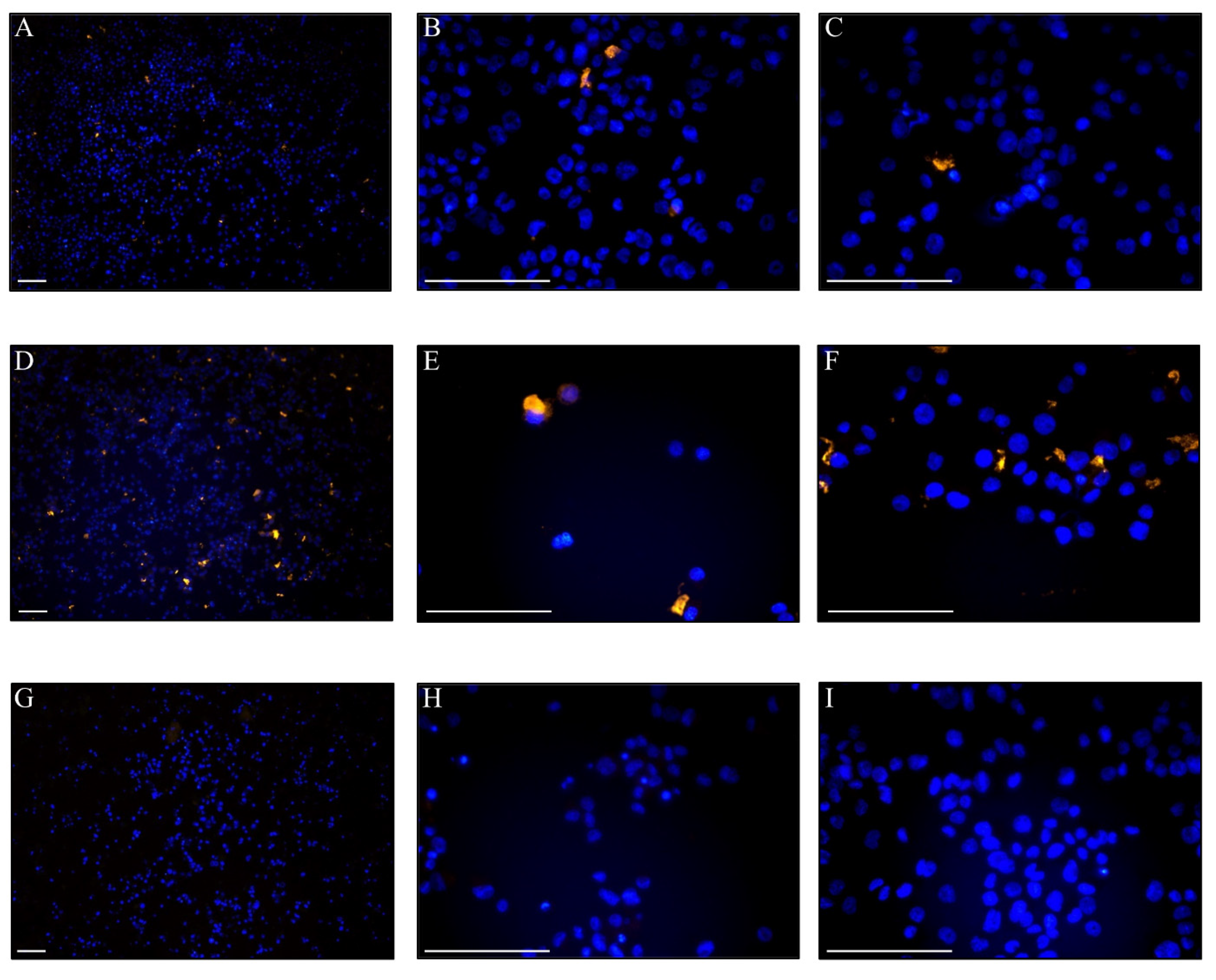 Biomedicines 08 00213 g005