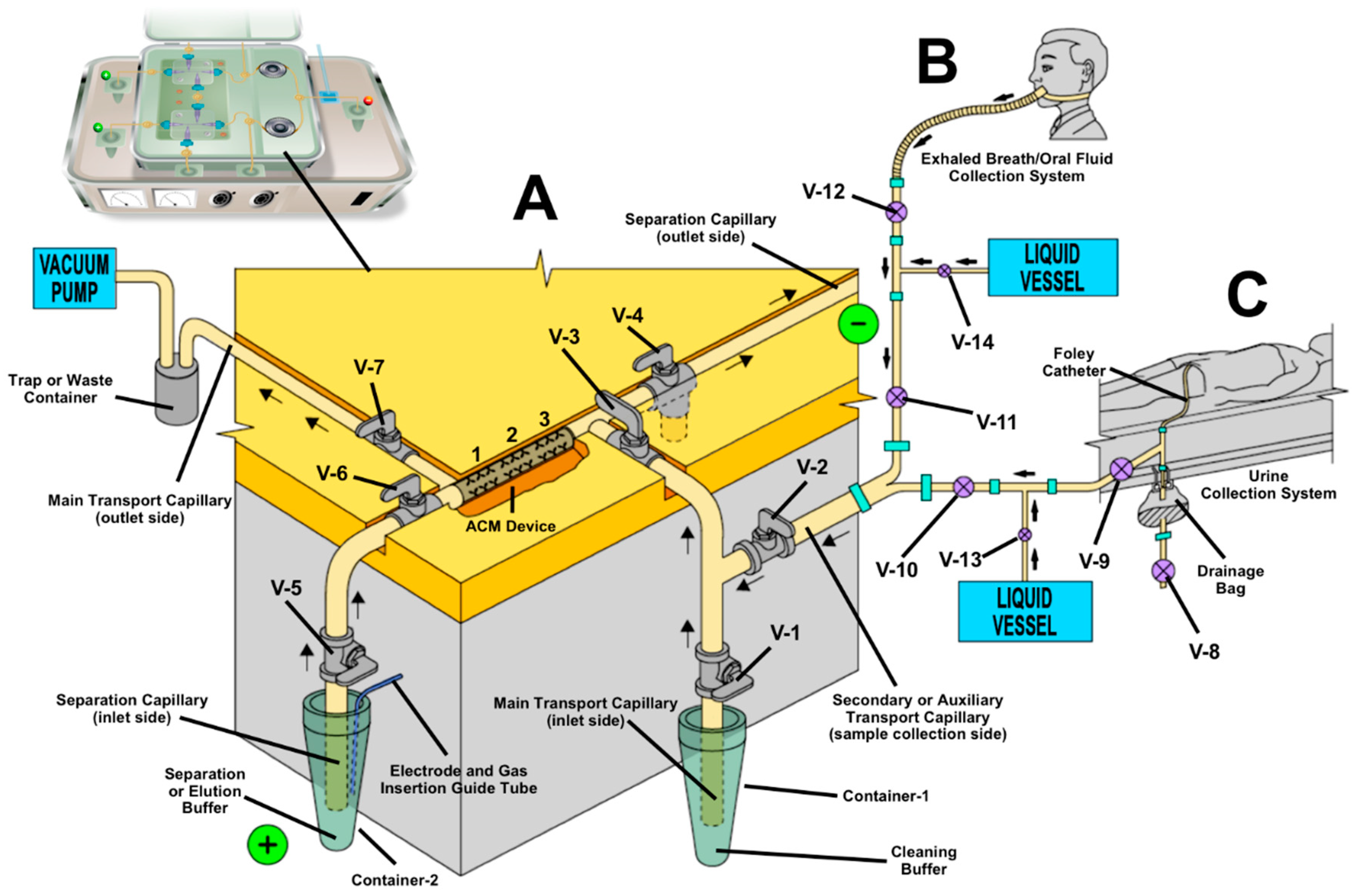 Biomedicines 08 00255 g004
