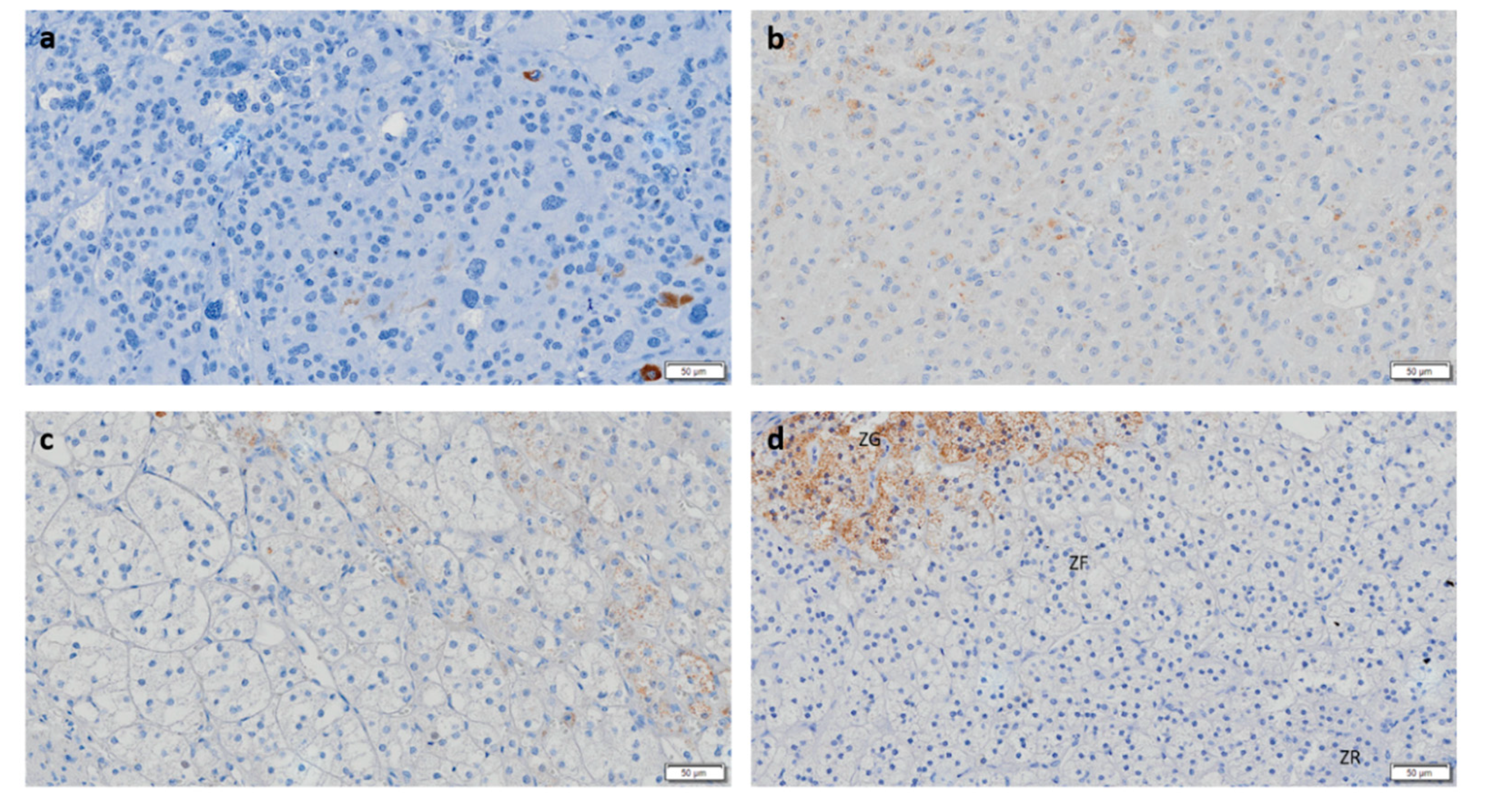 Biomedicines 08 00256 g004 Biomedicines 08 00256 g004