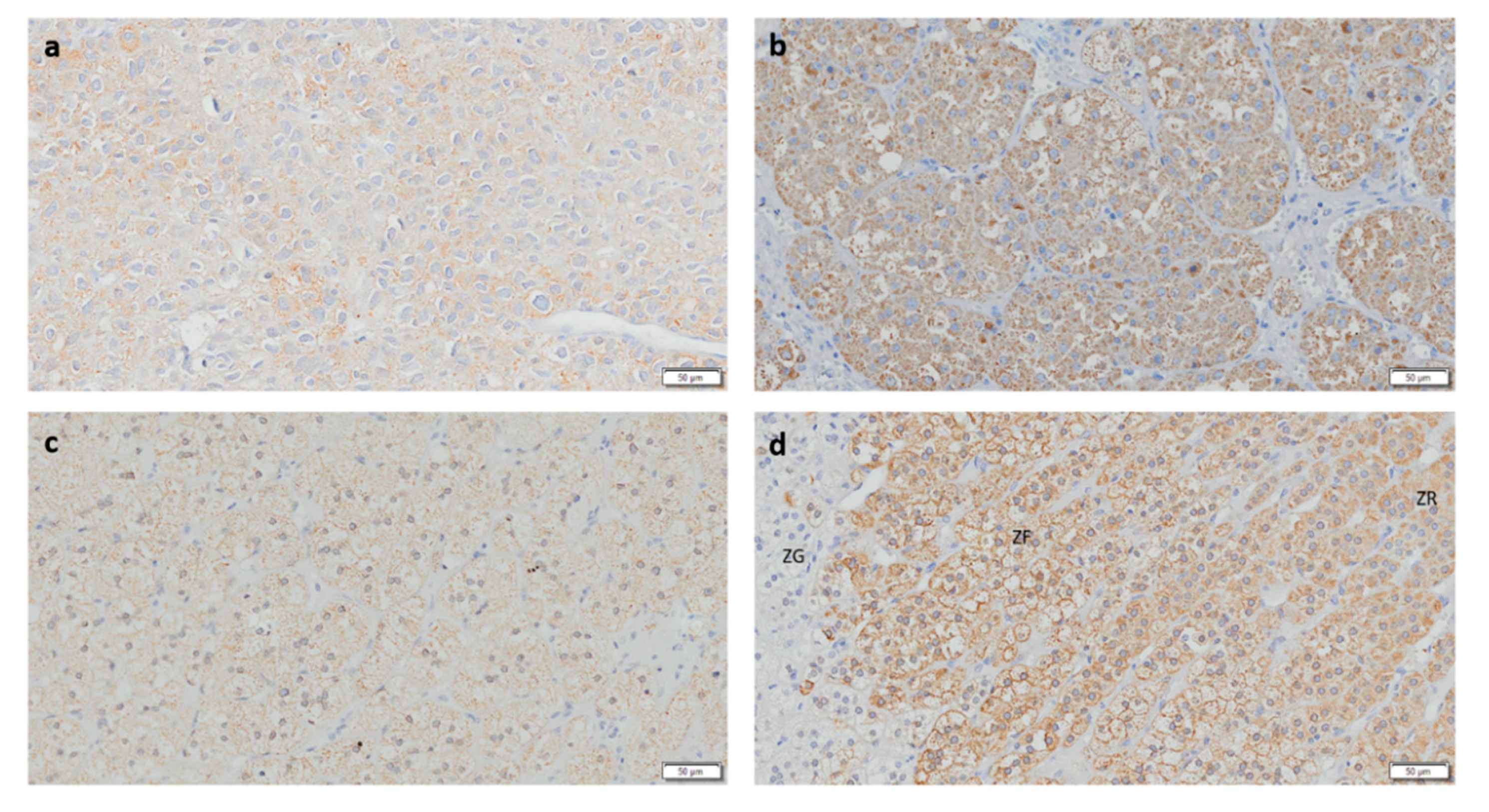 Biomedicines 08 00256 g005 Biomedicines 08 00256 g005