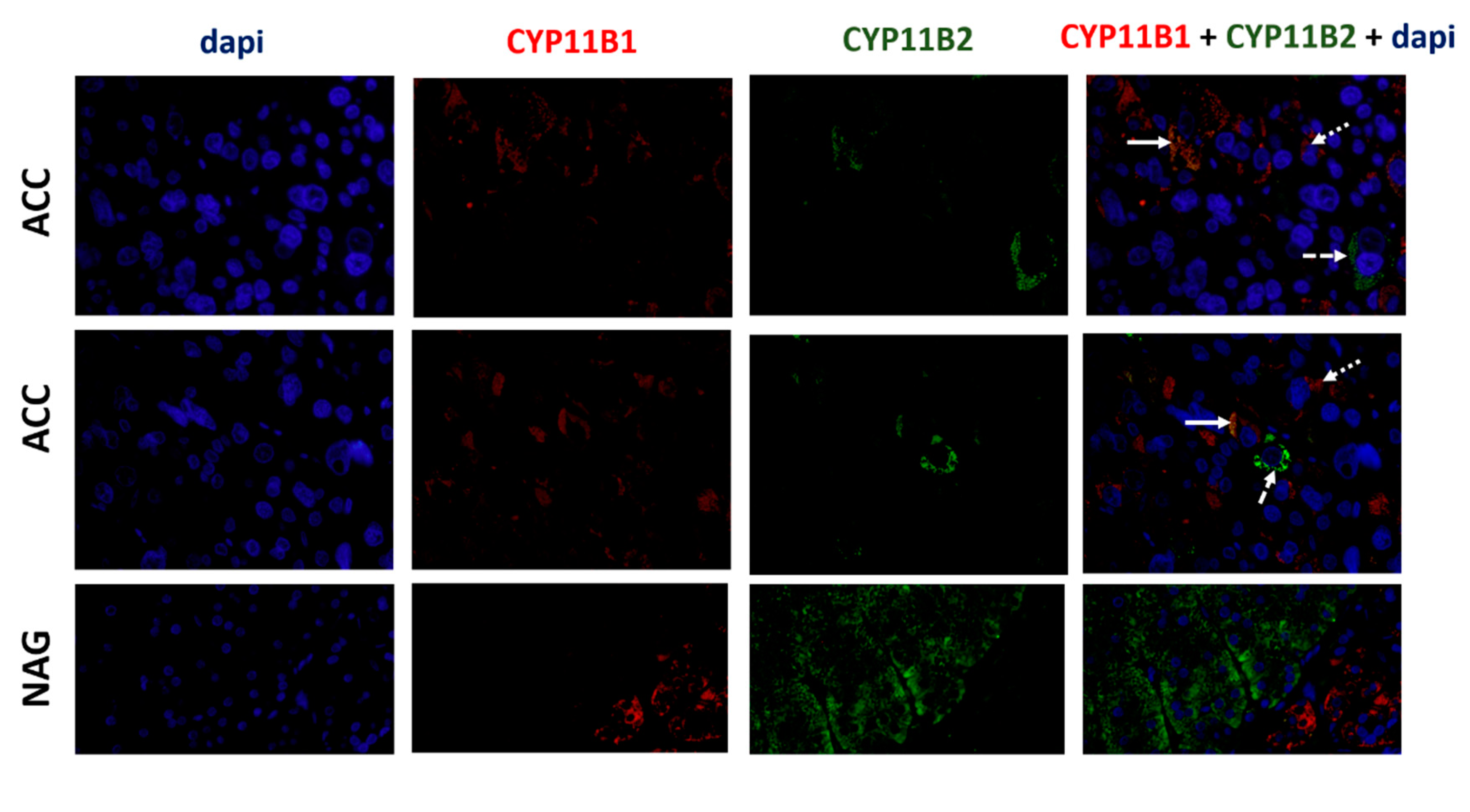 Biomedicines 08 00256 g007 Biomedicines 08 00256 g007