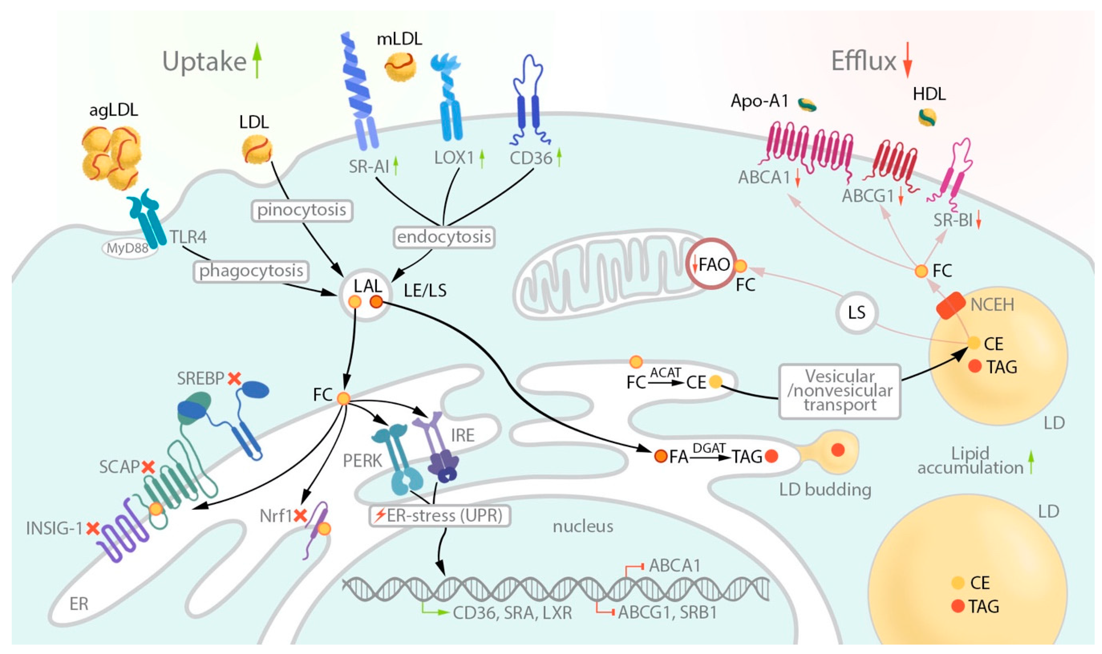 Biomedicines 08 00262 g001 Biomedicines 08 00262 g001