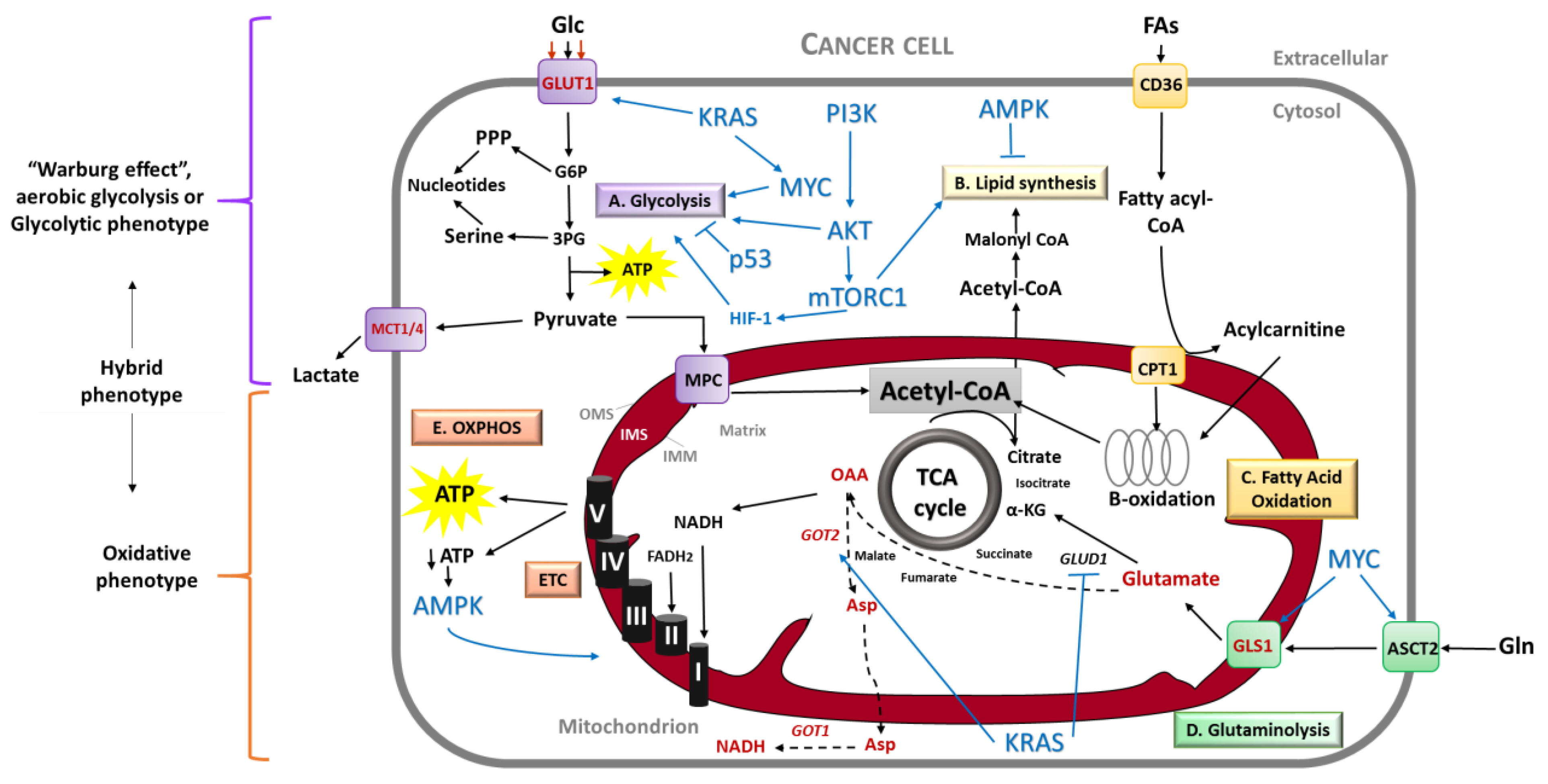 Biomedicines 08 00270 g001