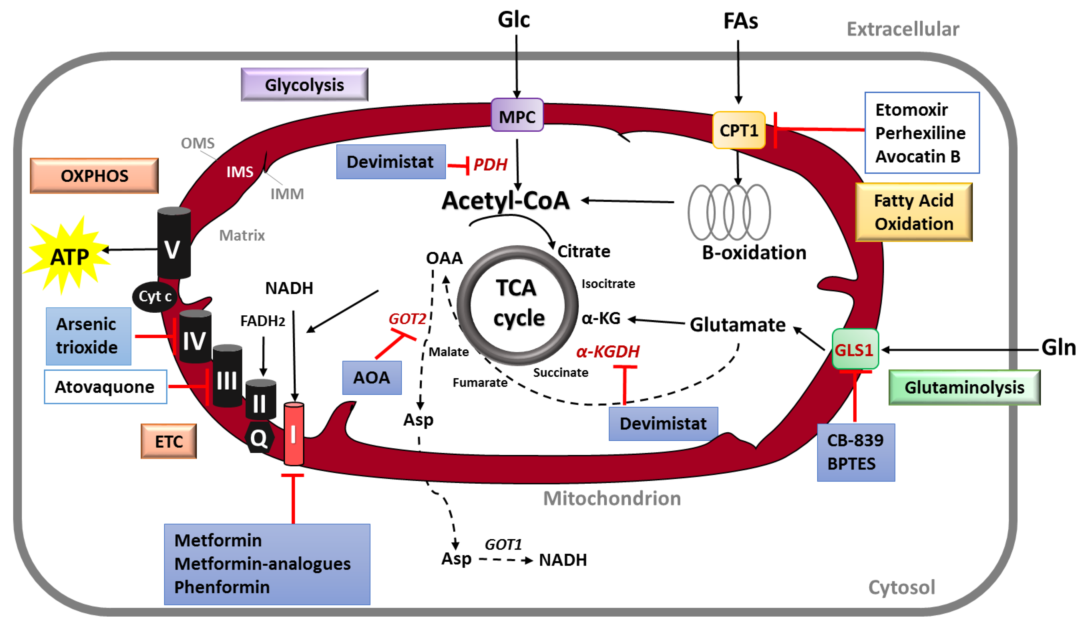 Biomedicines 08 00270 g003