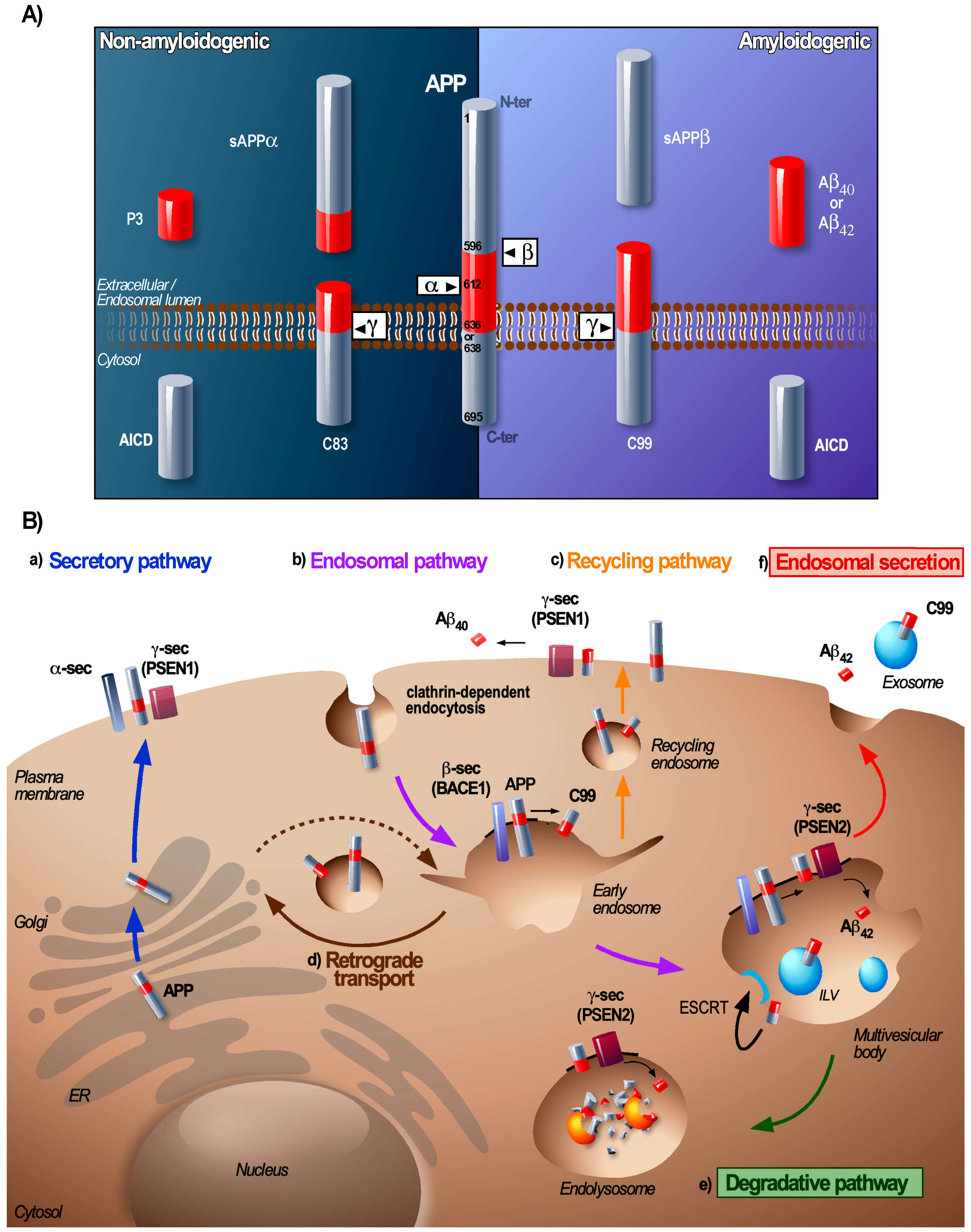 https://www.mdpi.com/biomedicines/biomedicines-08-00272/article_deploy/html/images/biomedicines-08-00272-g001.png