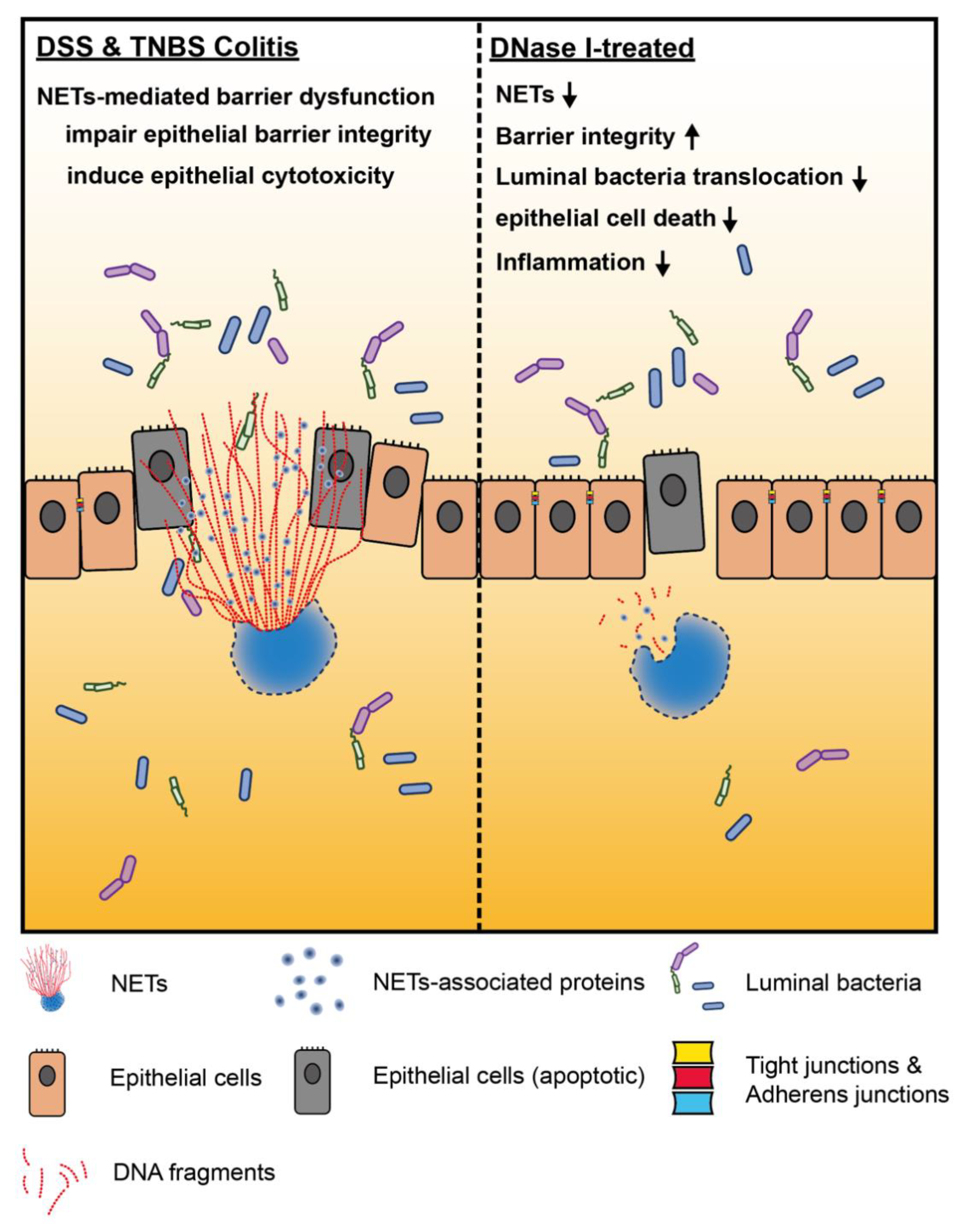 Biomedicines 08 00275 g007