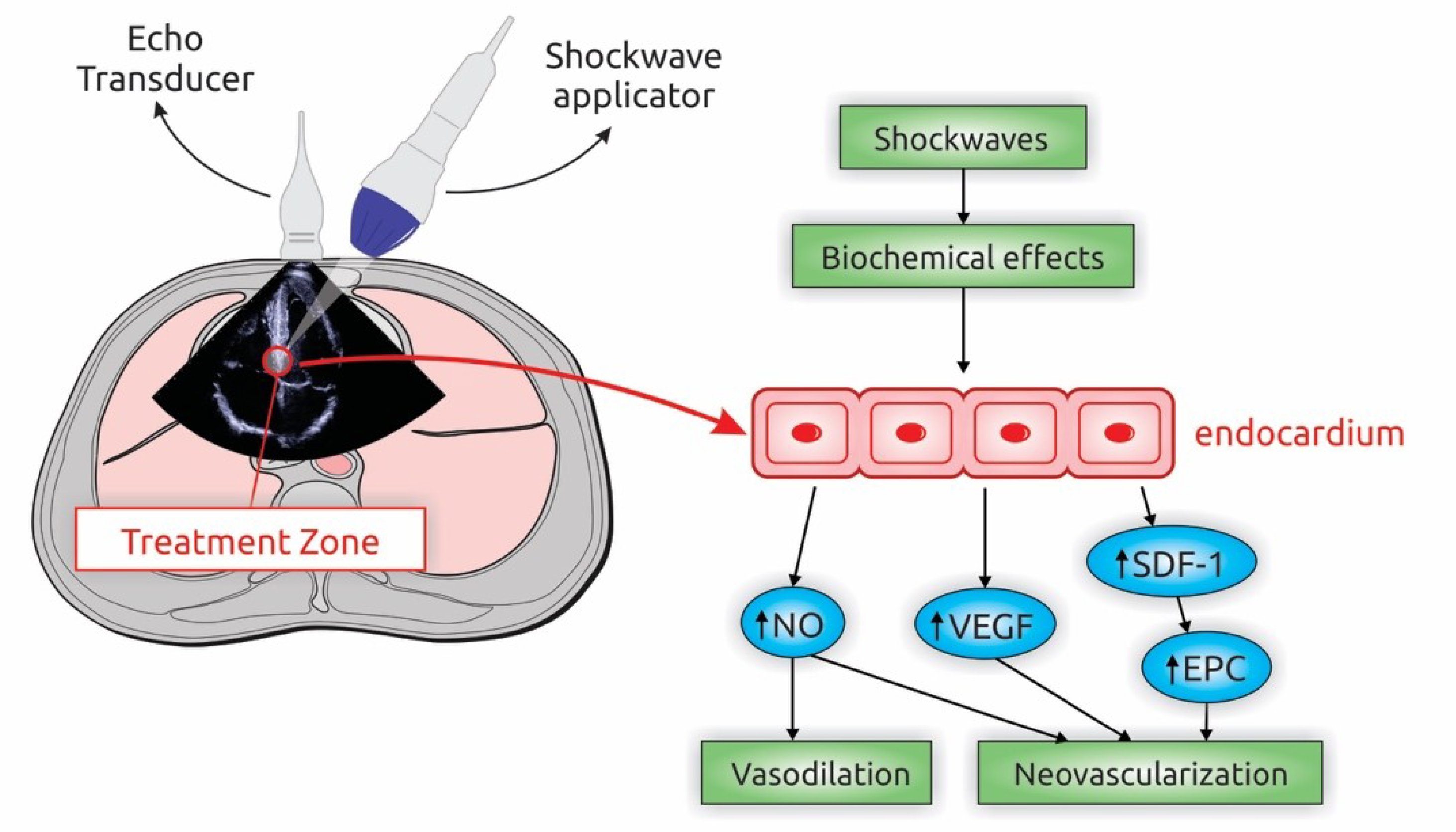 Biomedicines 08 00285 g003