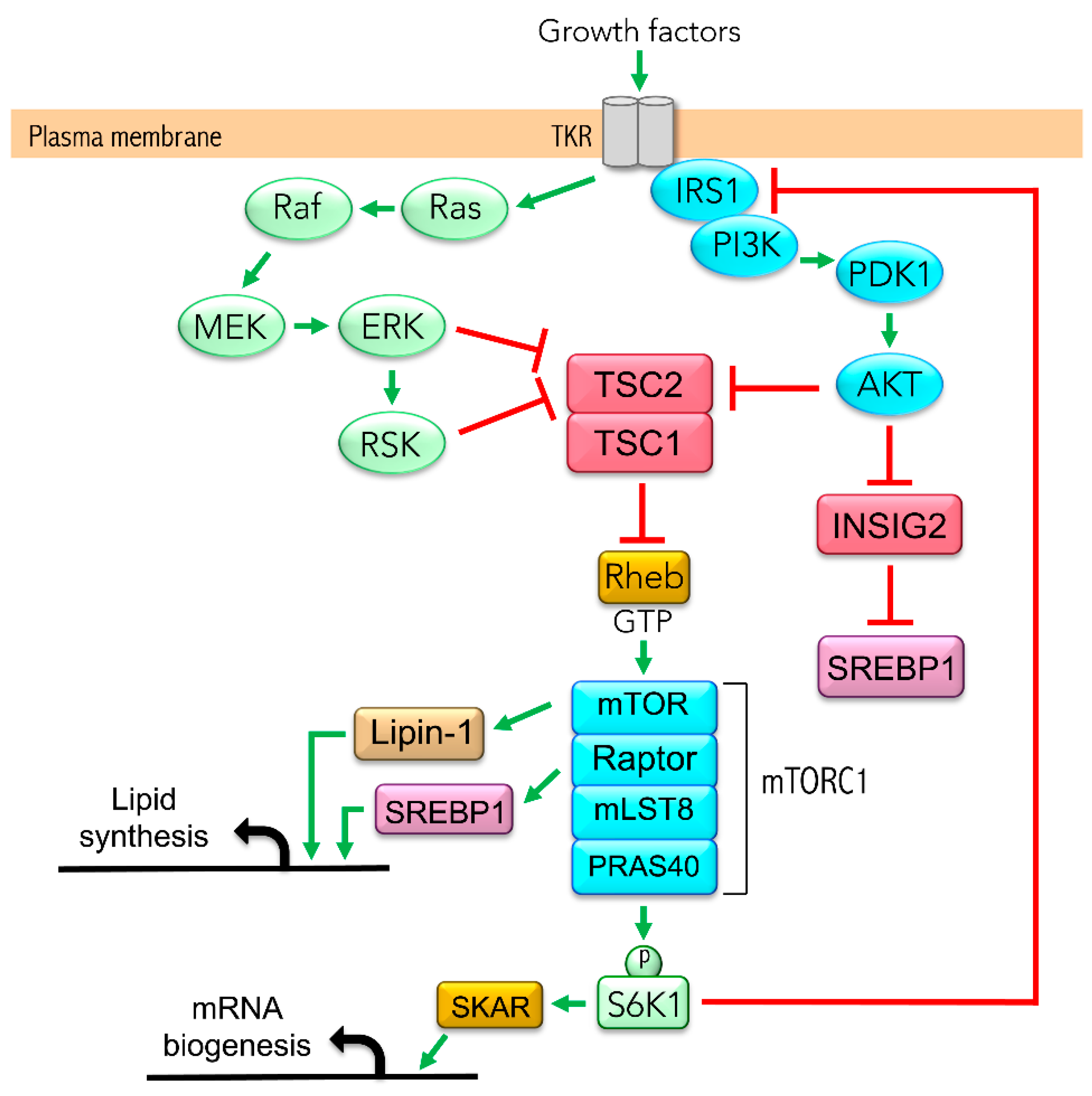 Biomedicines 08 00289 g001