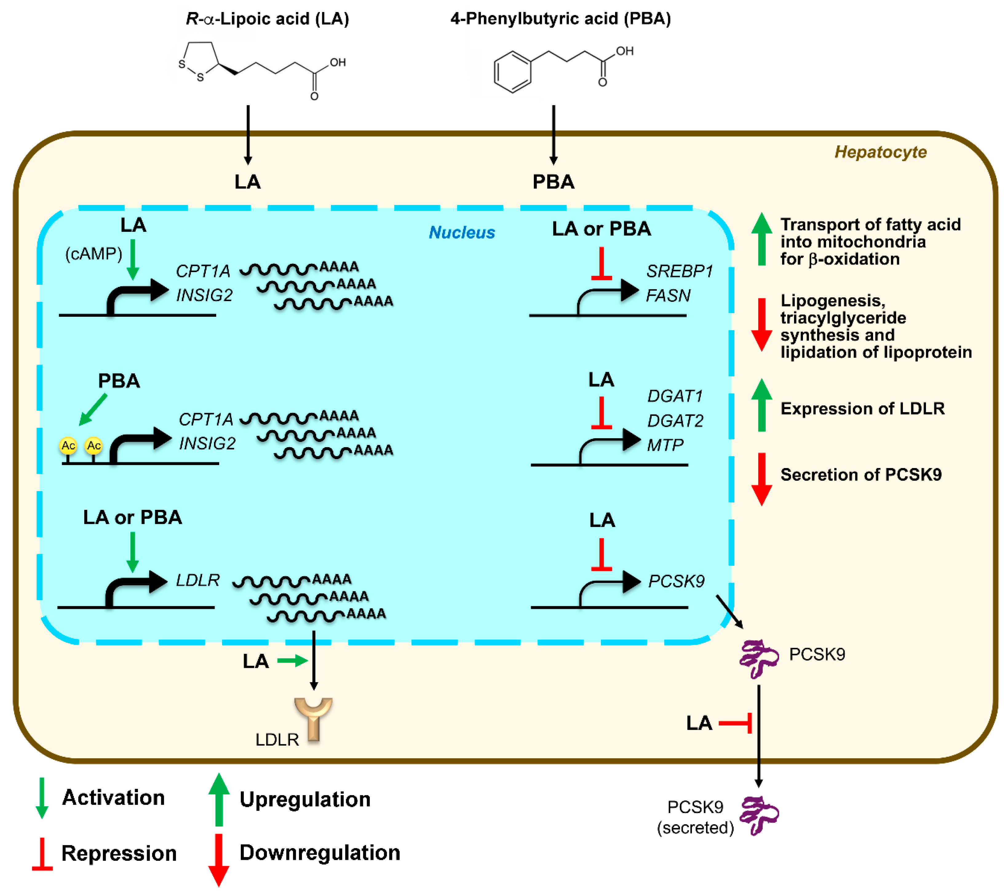 Biomedicines Free FullText RαLipoic Acid and 4Phenylbutyric