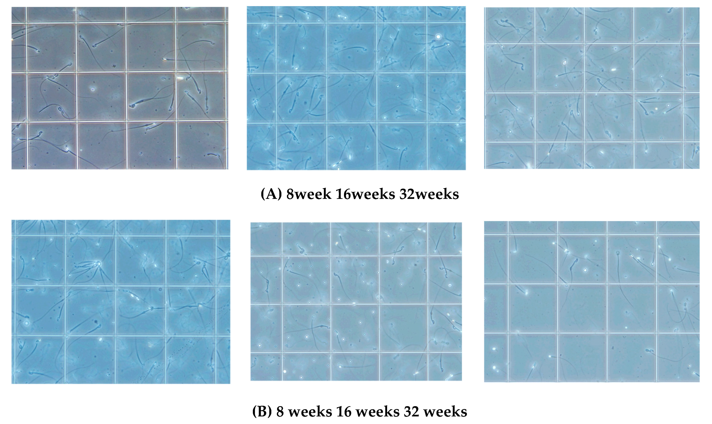 Biomedicines 08 00293 g003