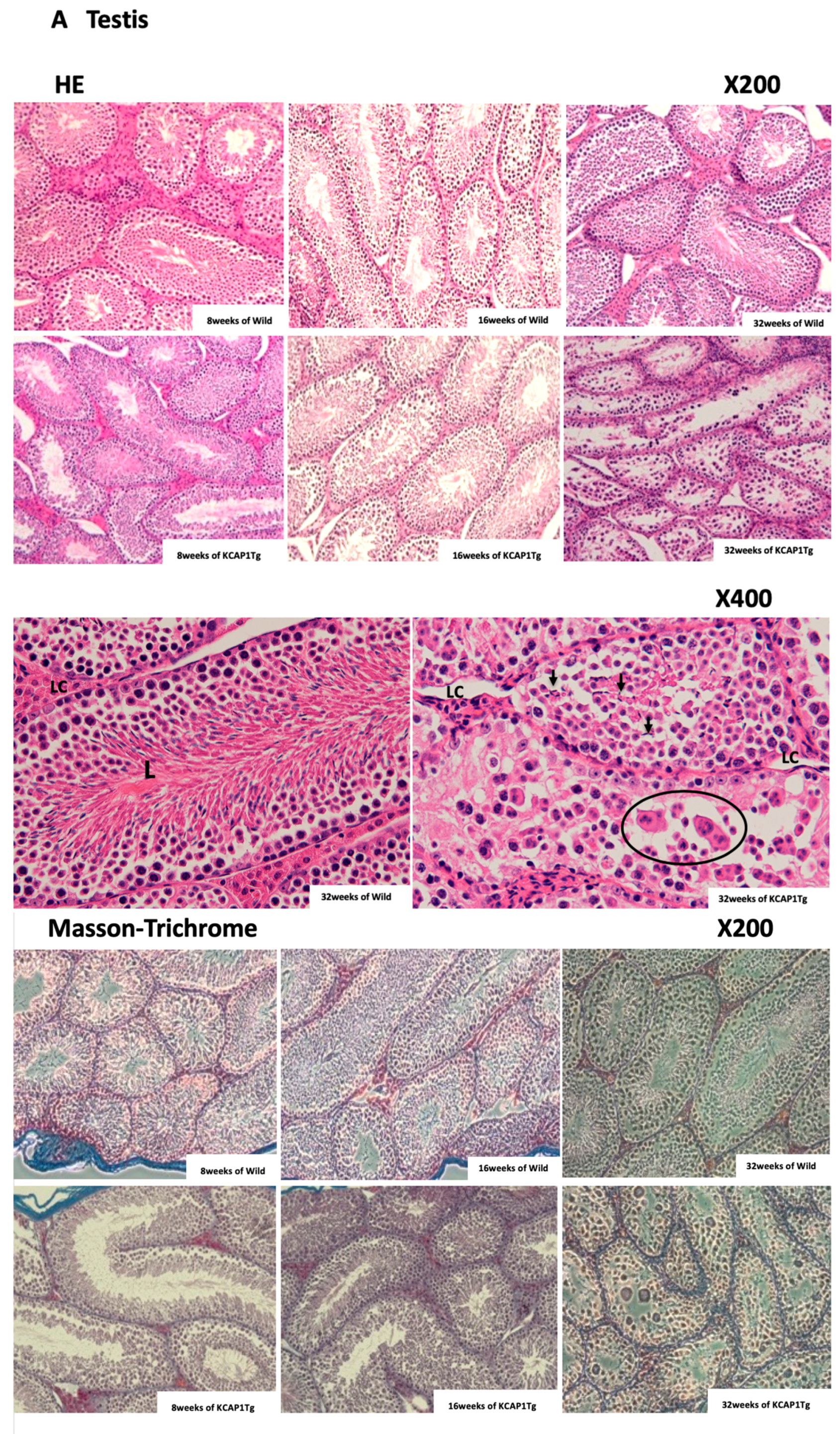 Biomedicines 08 00293 g006a