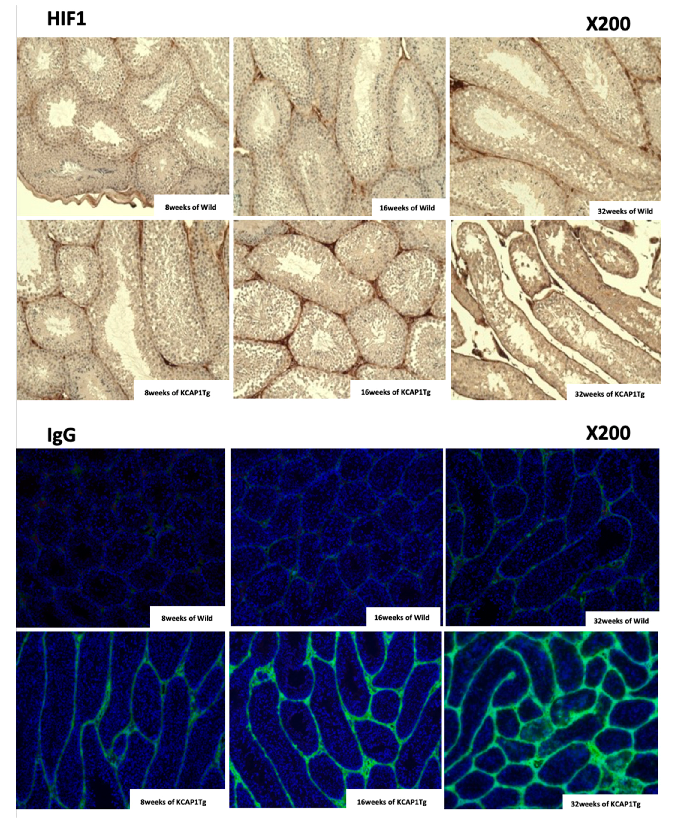 Biomedicines 08 00293 g006b