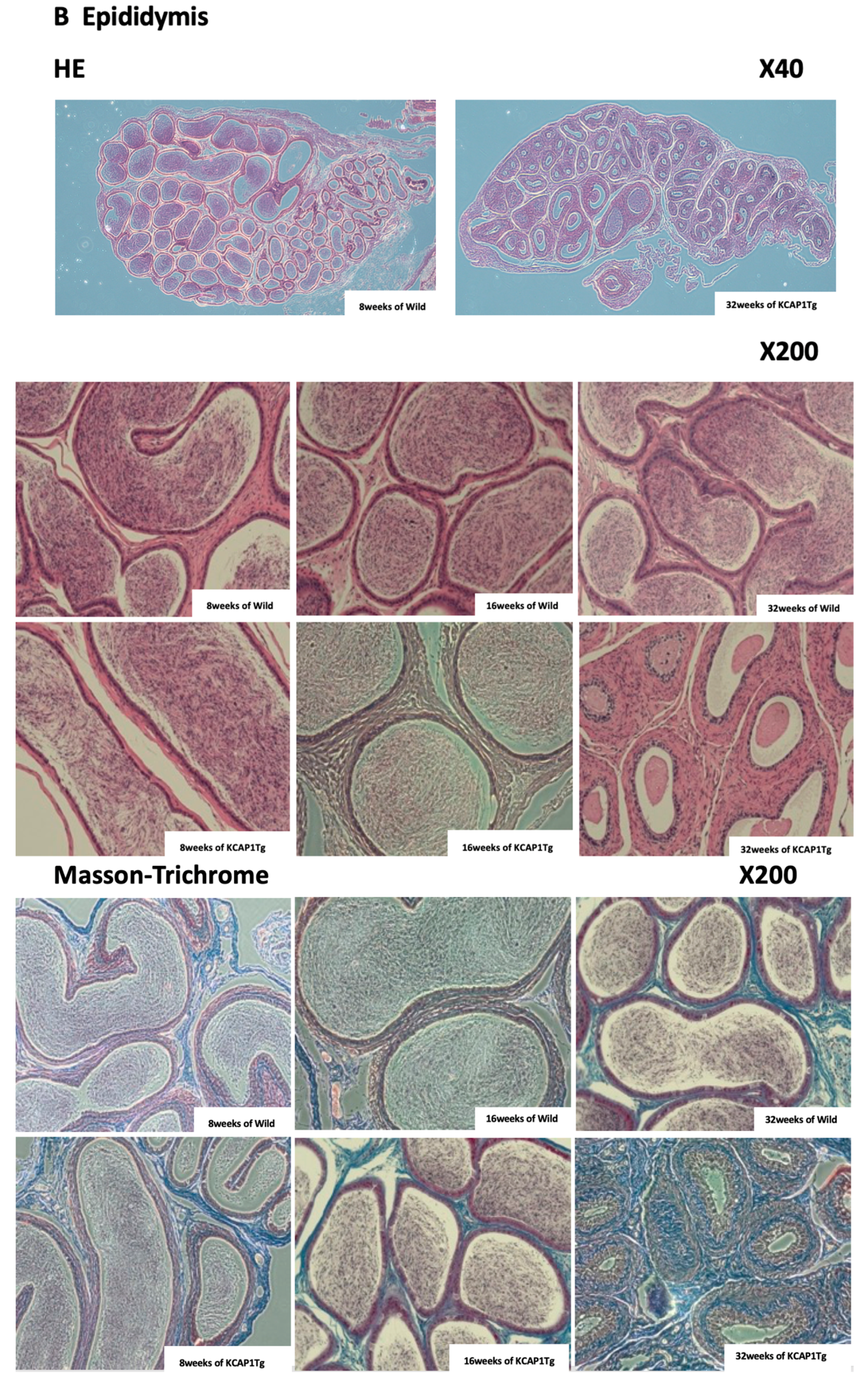 Biomedicines 08 00293 g006c