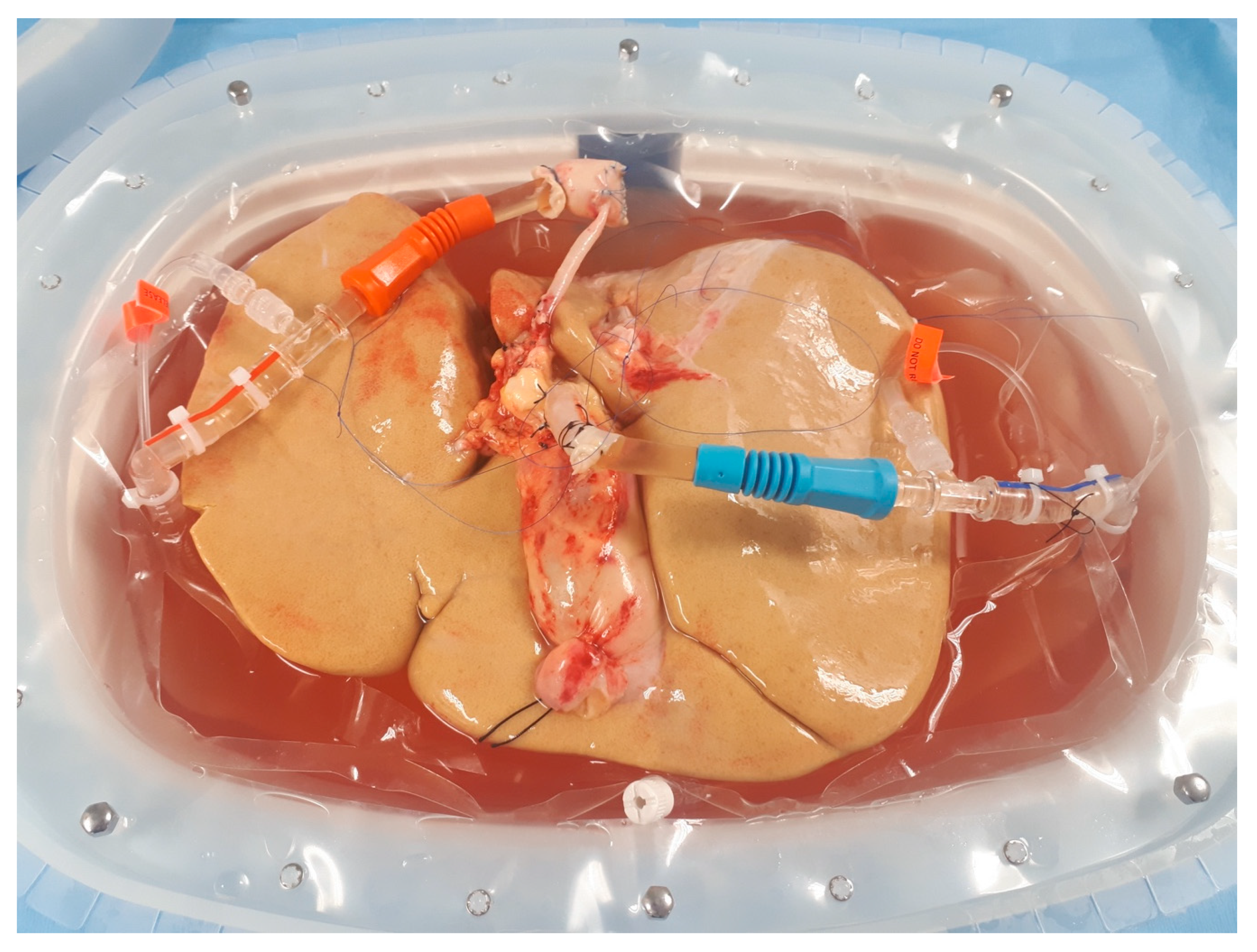 Biomedicines 08 00298 g001 Biomedicines 08 00298 g001