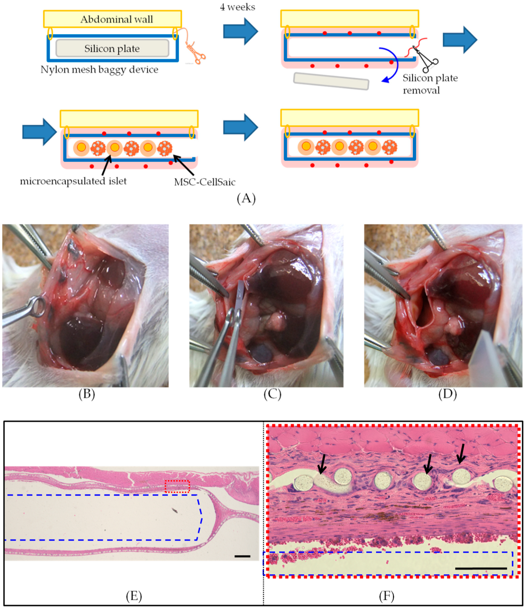Biomedicines 08 00299 g002