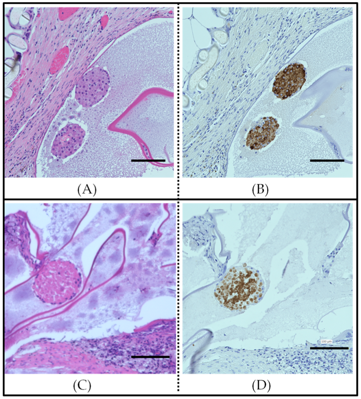 Biomedicines 08 00299 g004