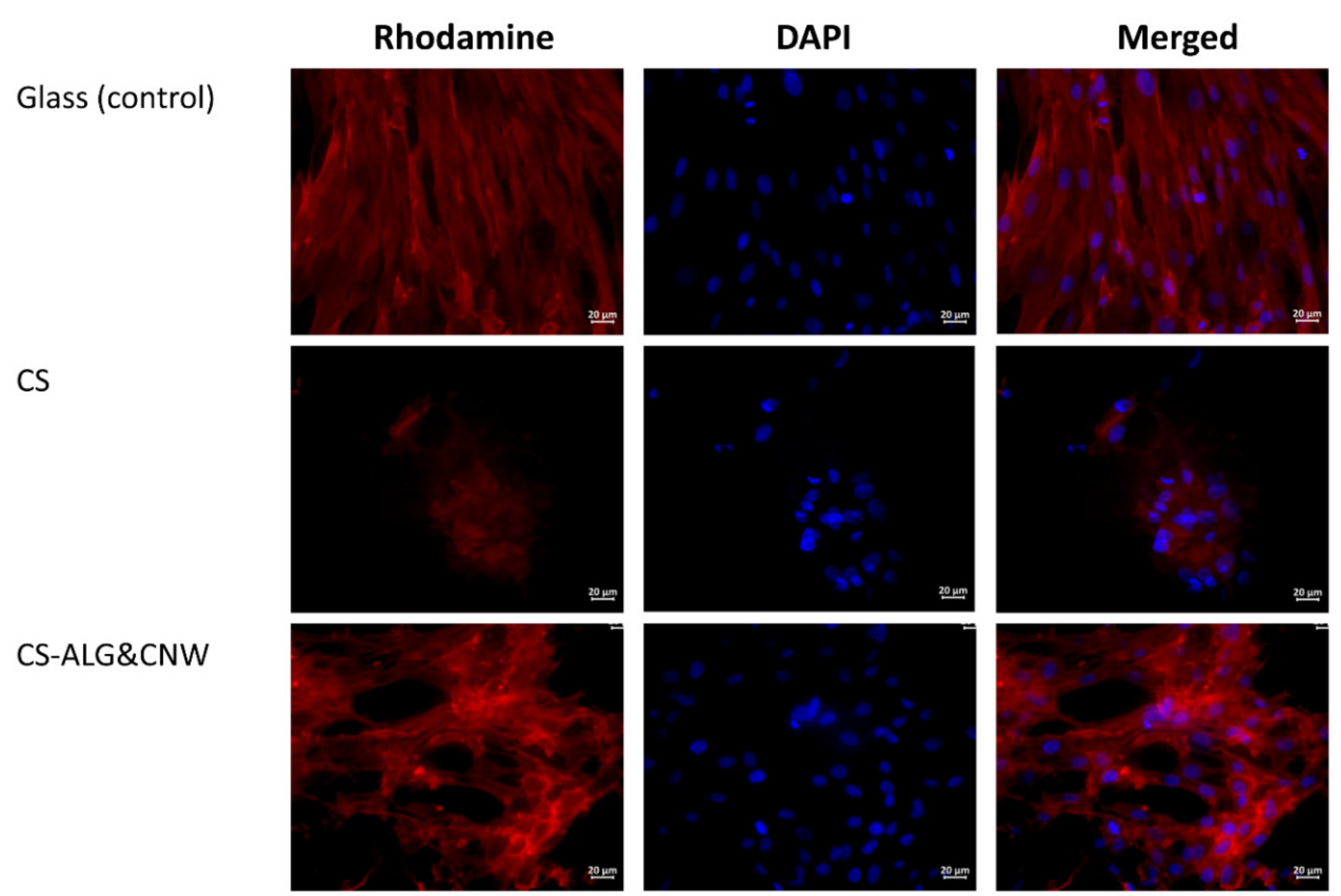 Biomedicines 08 00305 g006