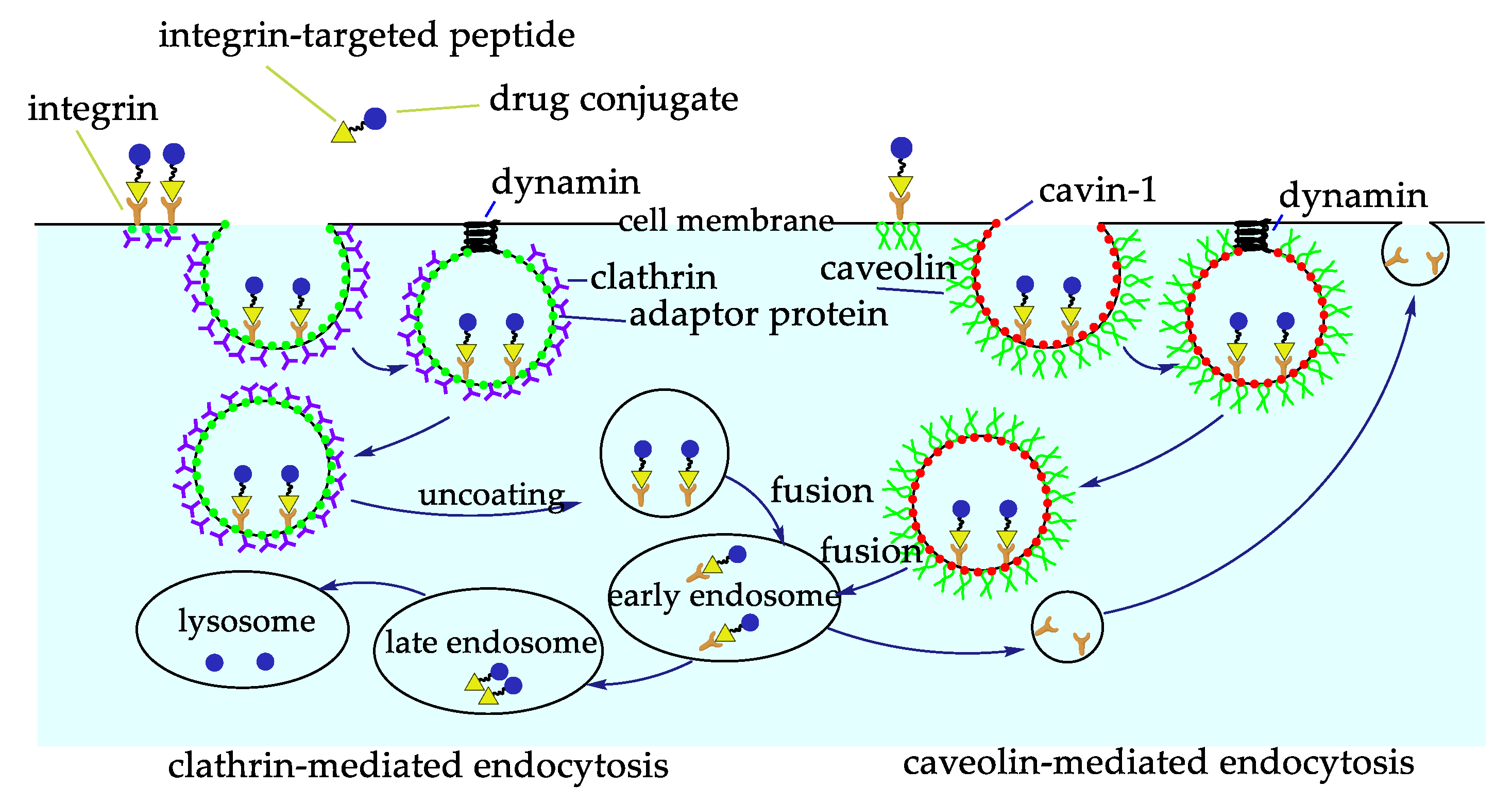 Biomedicines 08 00307 g005