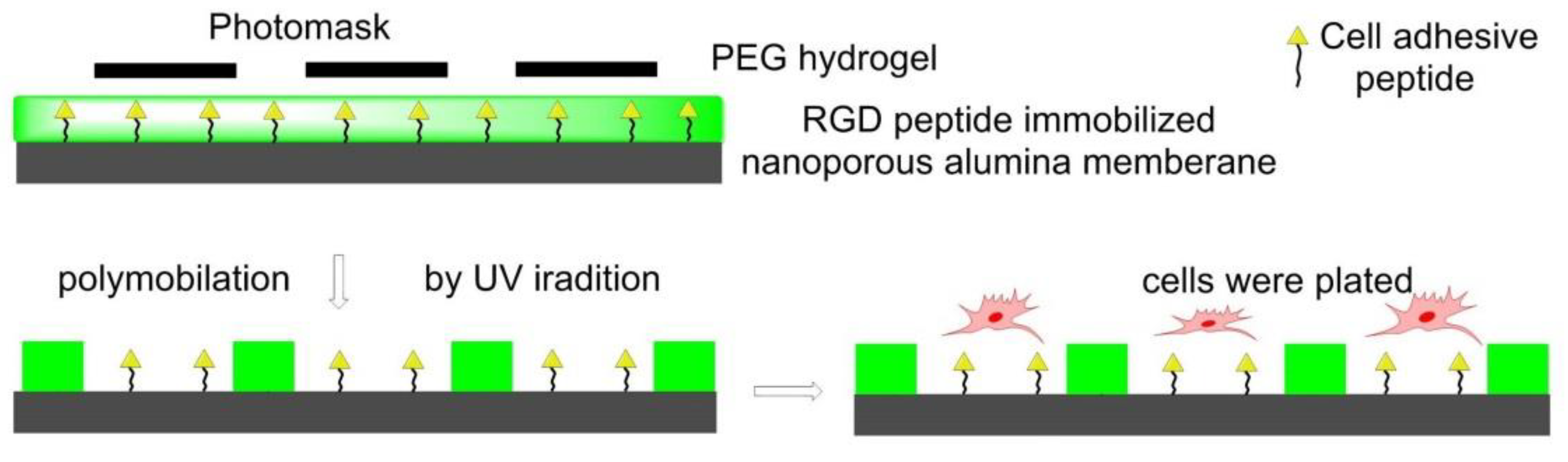 Biomedicines 08 00307 g011