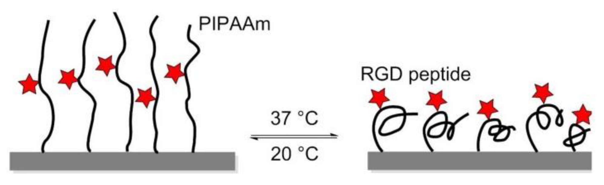 Biomedicines 08 00307 g016