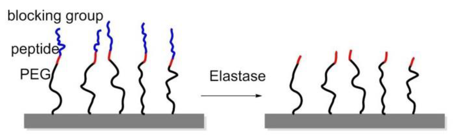 Biomedicines 08 00307 g017