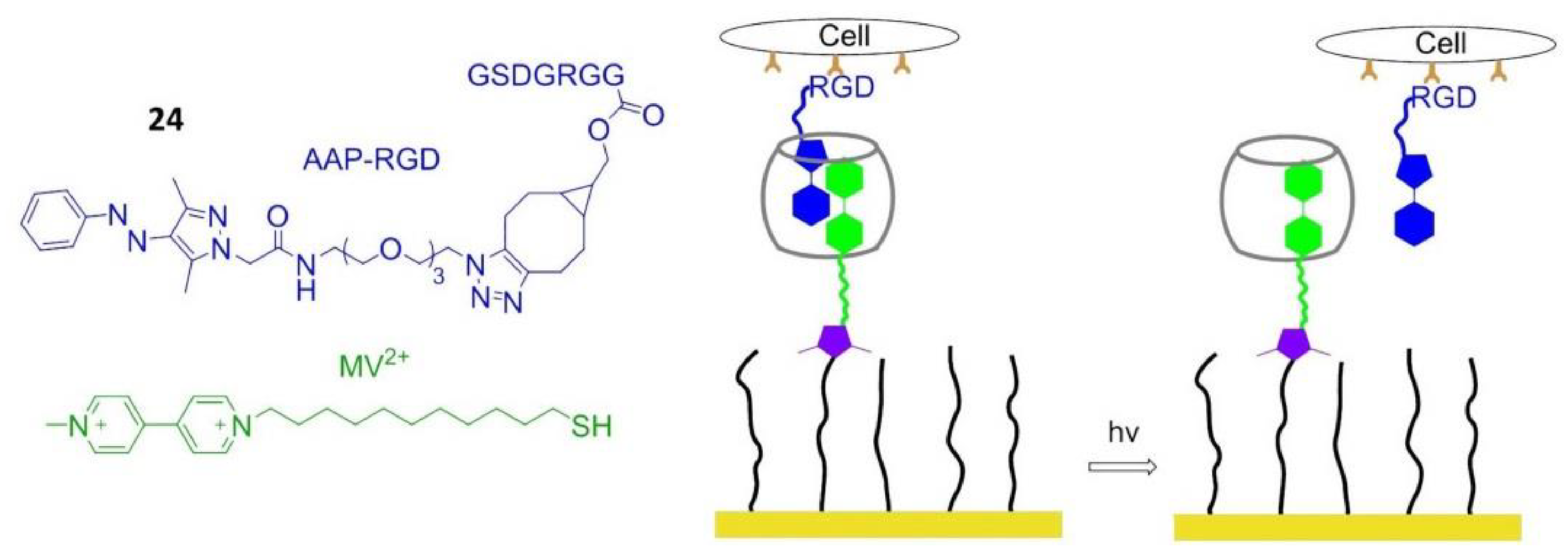 Biomedicines 08 00307 g020