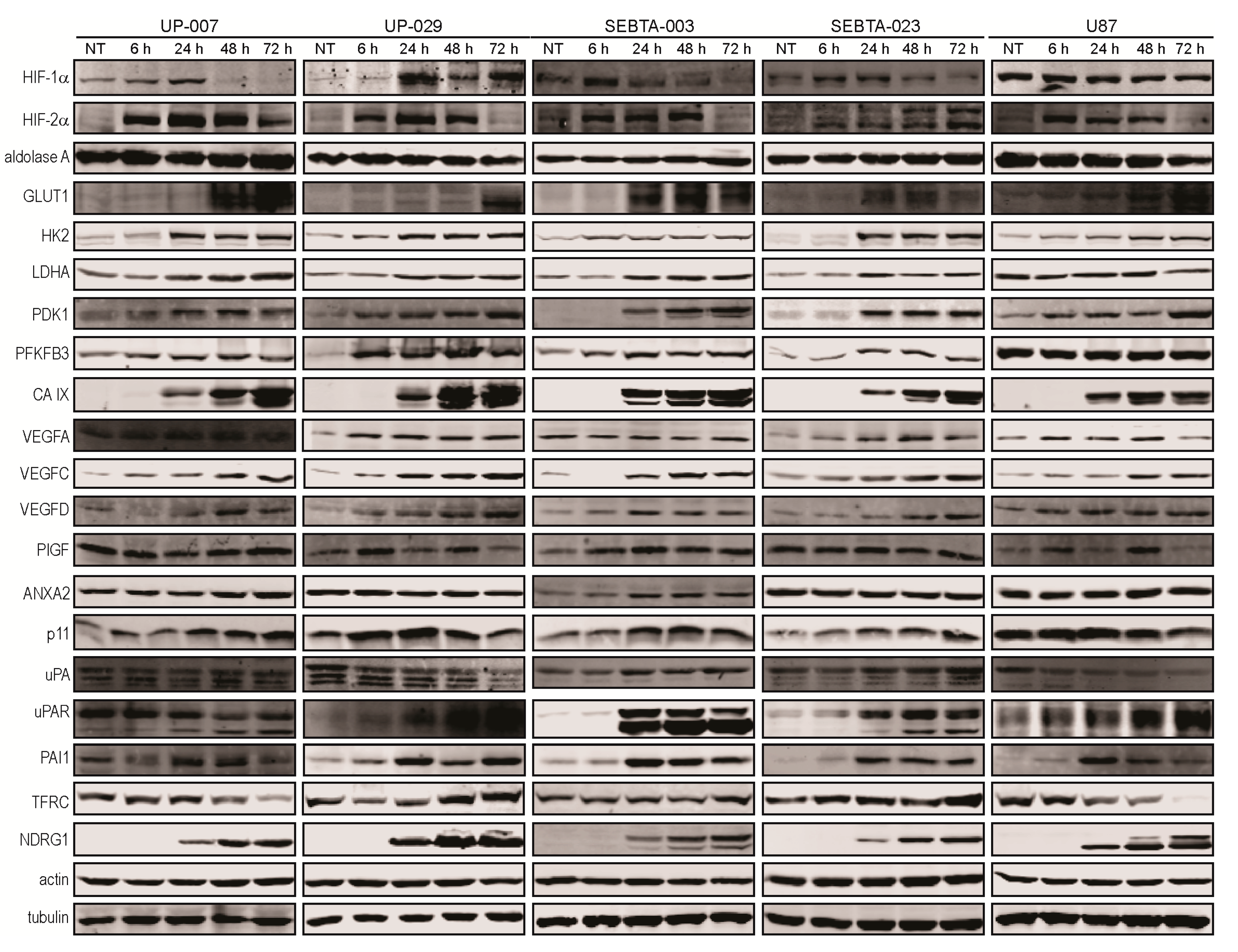 Biomedicines 08 00310 g007 Biomedicines 08 00310 g007