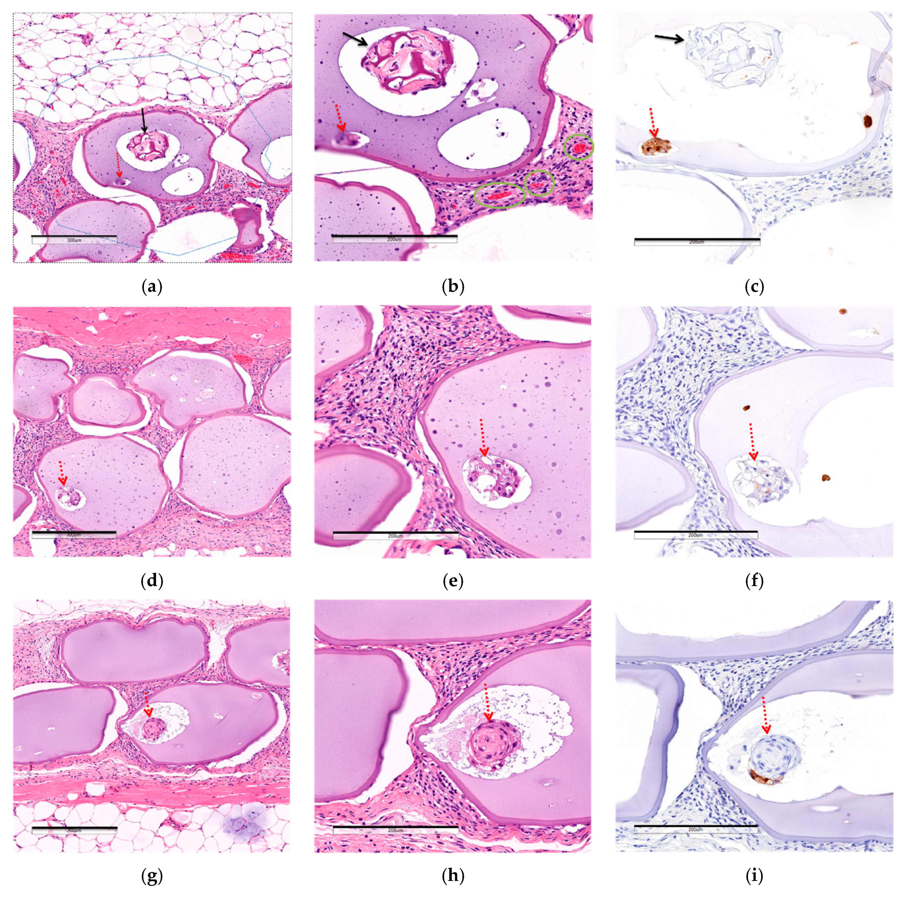 Biomedicines 08 00318 g005a