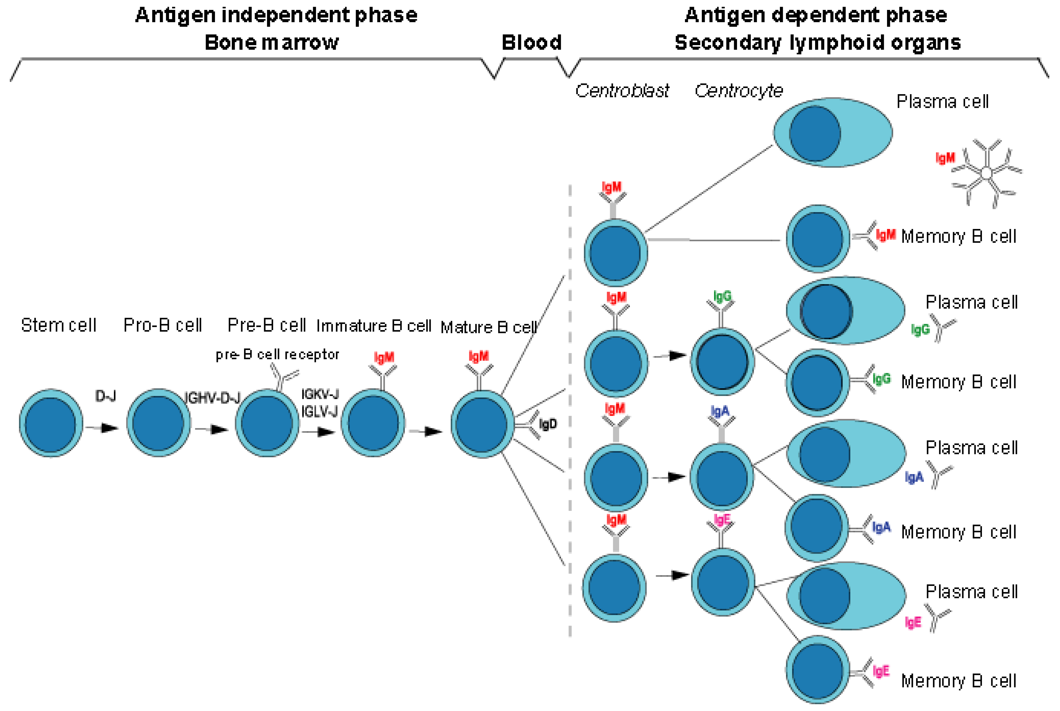 Biomedicines 08 00319 g003