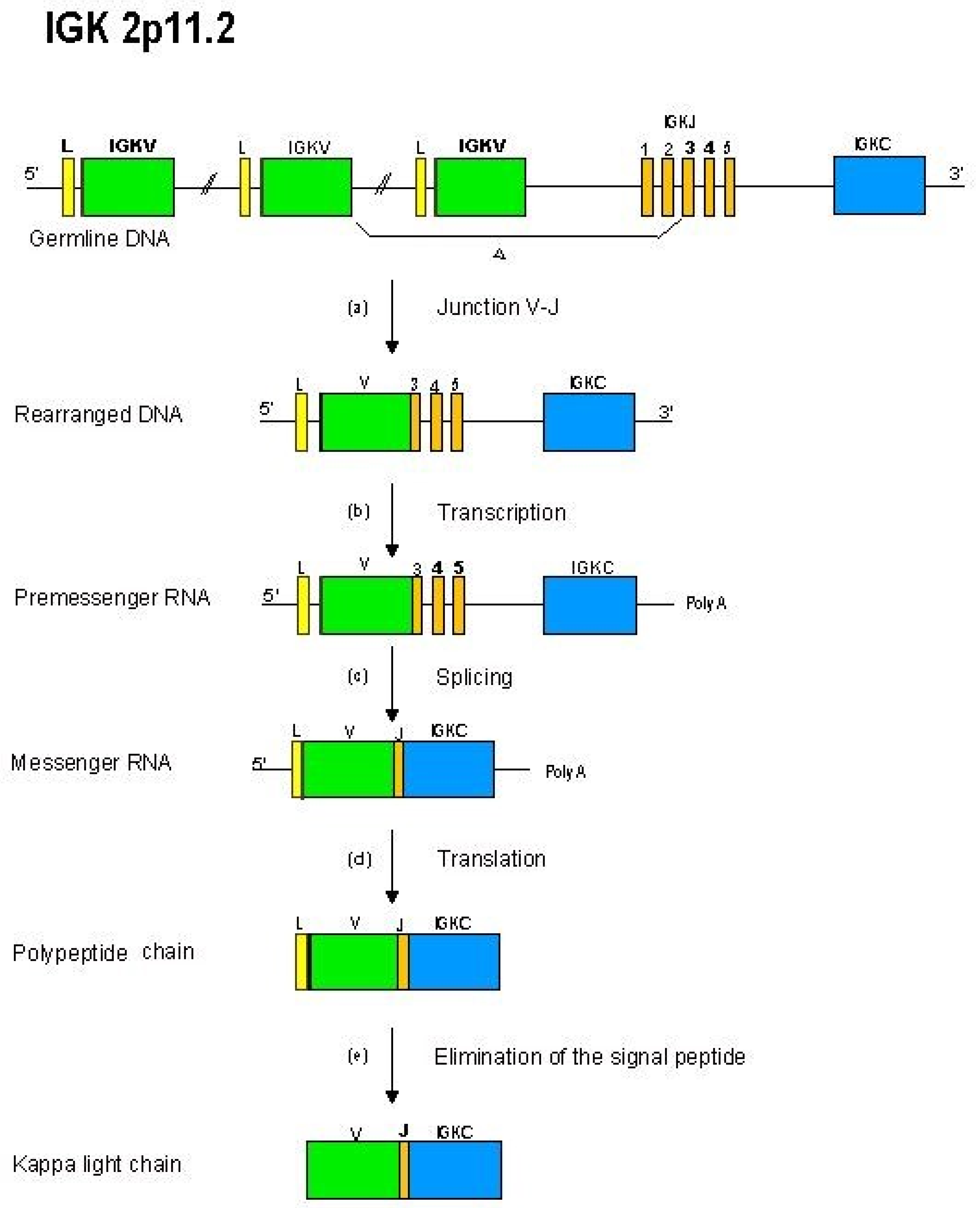 Biomedicines 08 00319 g008